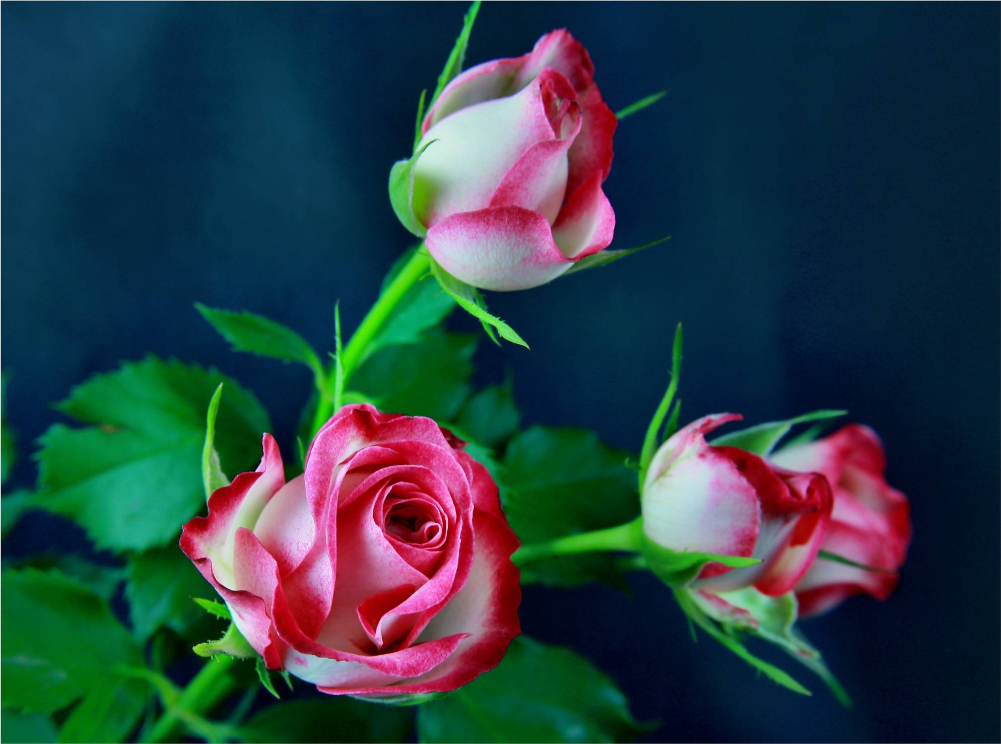 Wallpapers flower rose three roses on the desktop