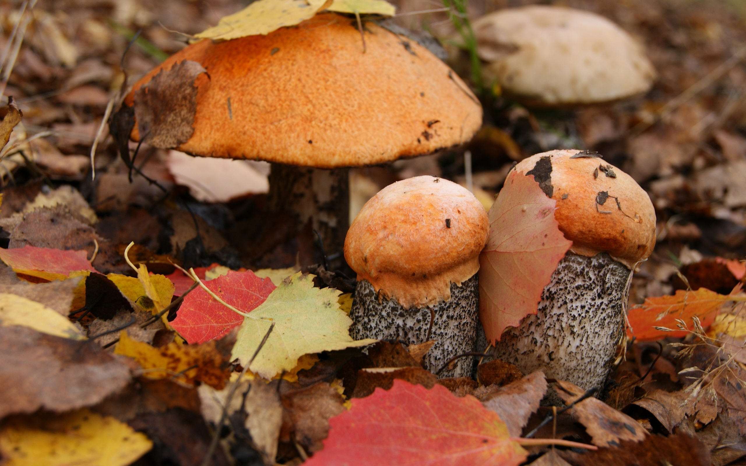 Осенние грибы фото