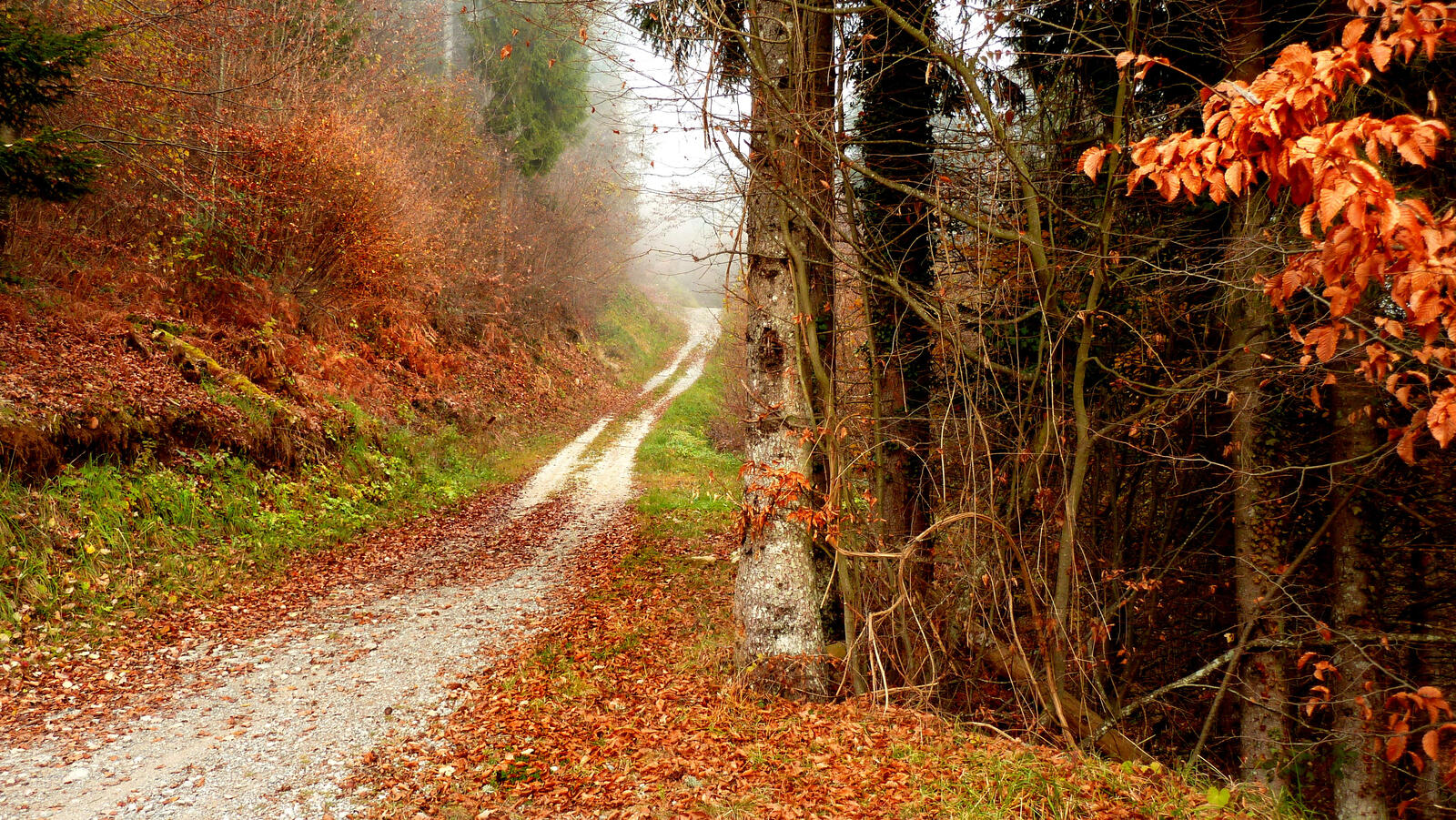 Wallpapers fallen leaves road through the forest trees on the desktop