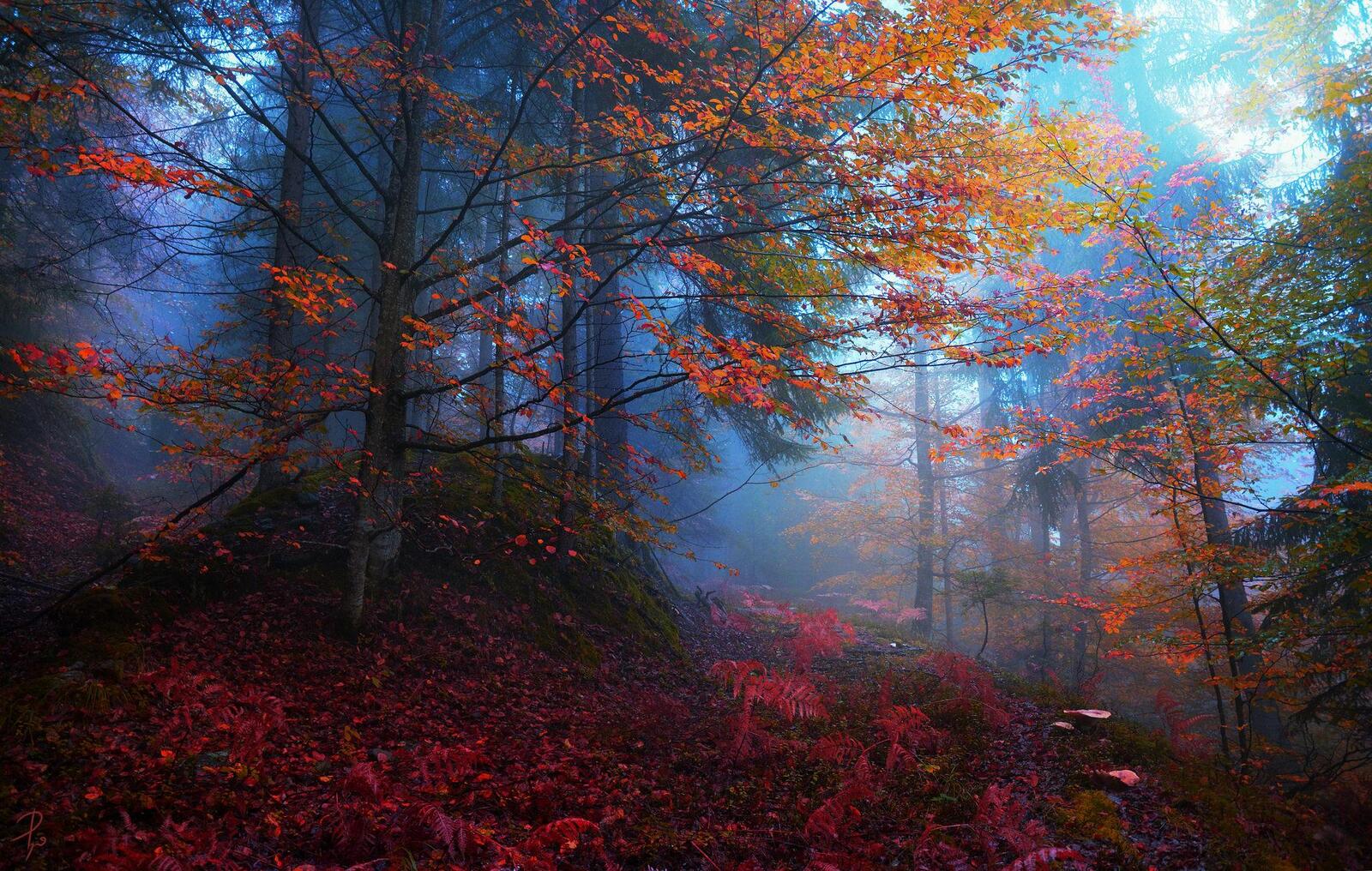 Wallpapers nature autumn dark forest on the desktop