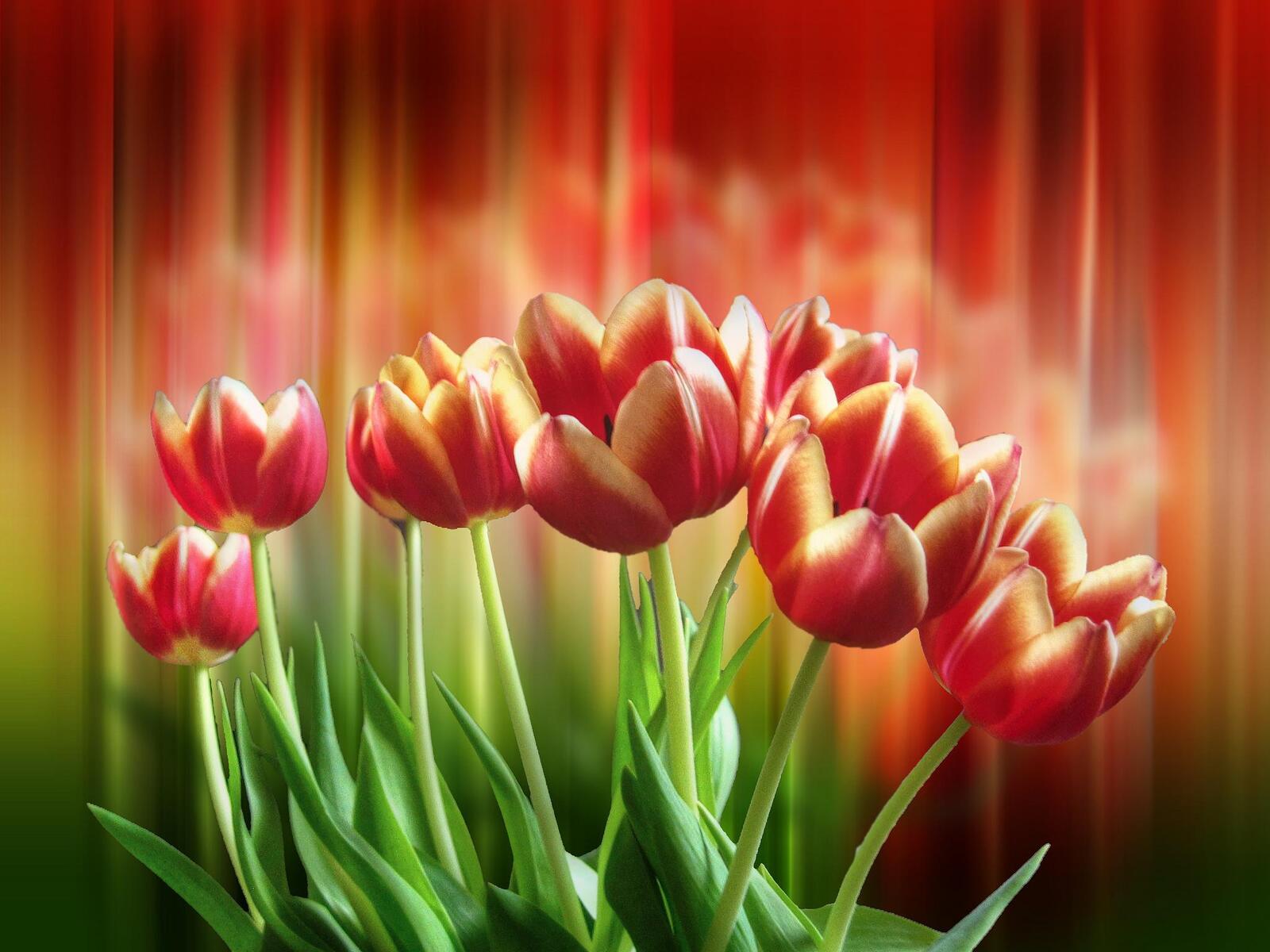 Wallpapers flowers red flowers red tulips on the desktop