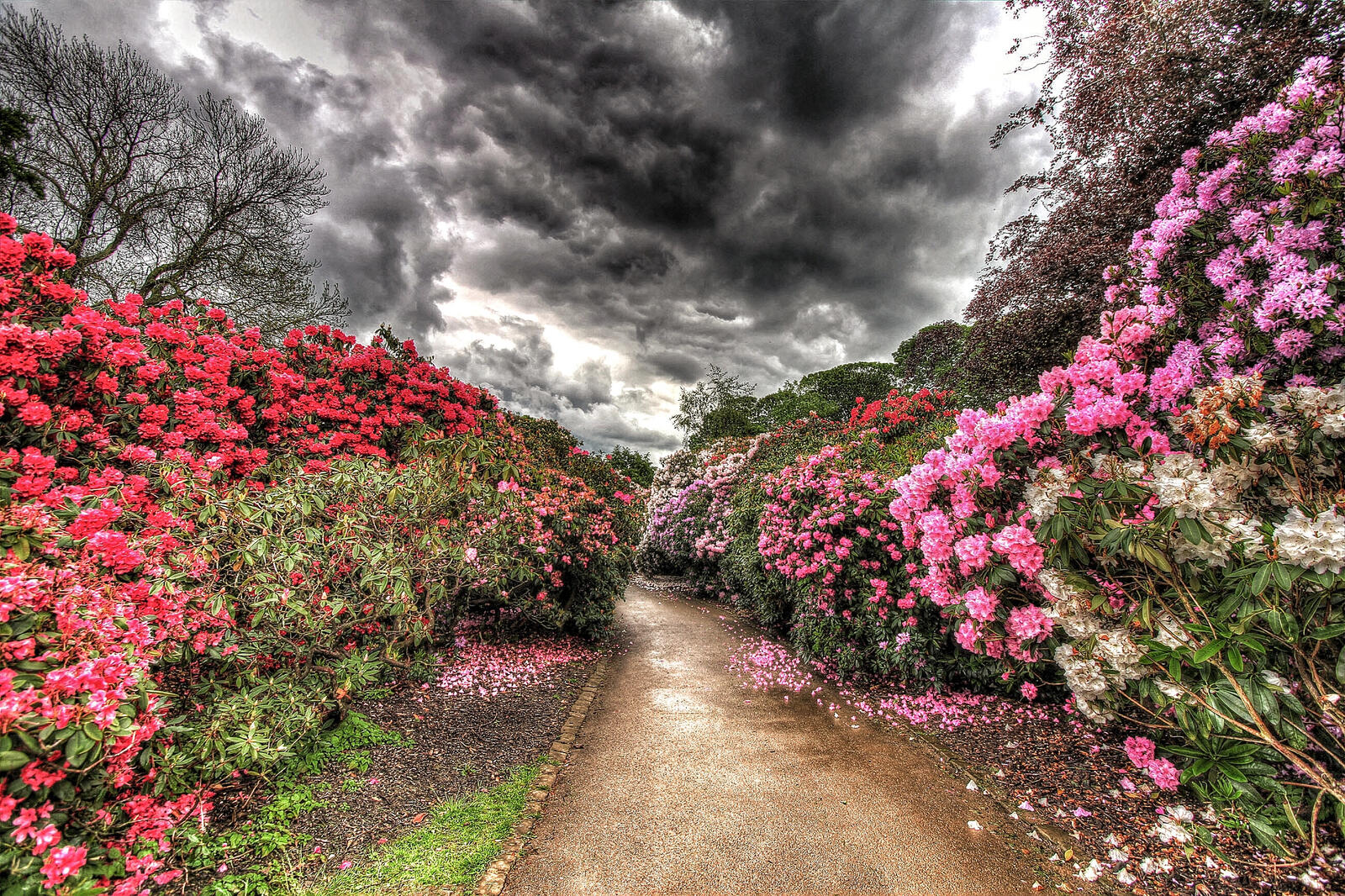 Wallpapers Path rhododendron storm on the desktop