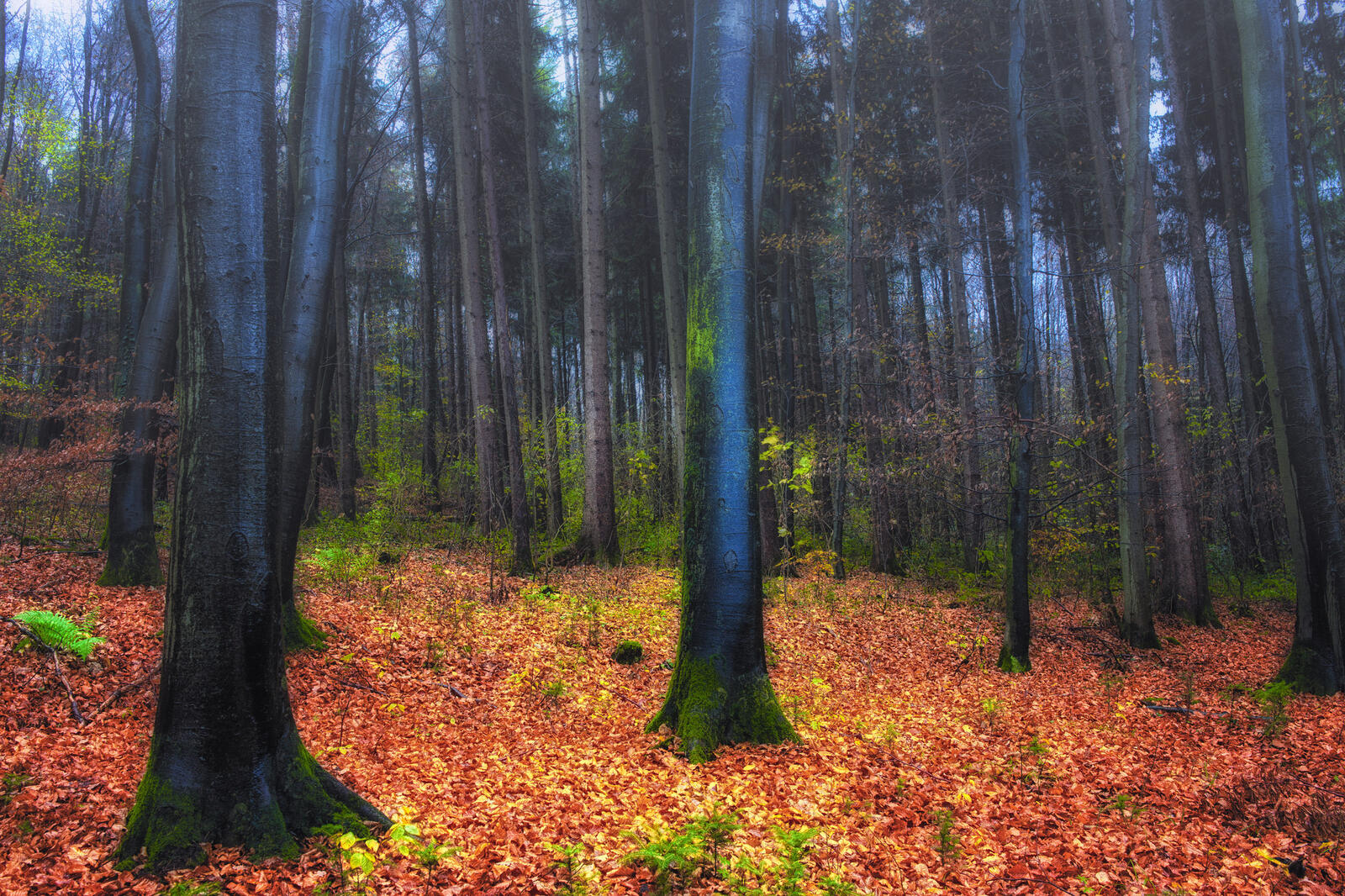 Wallpapers autumn trees coniferous forest on the desktop