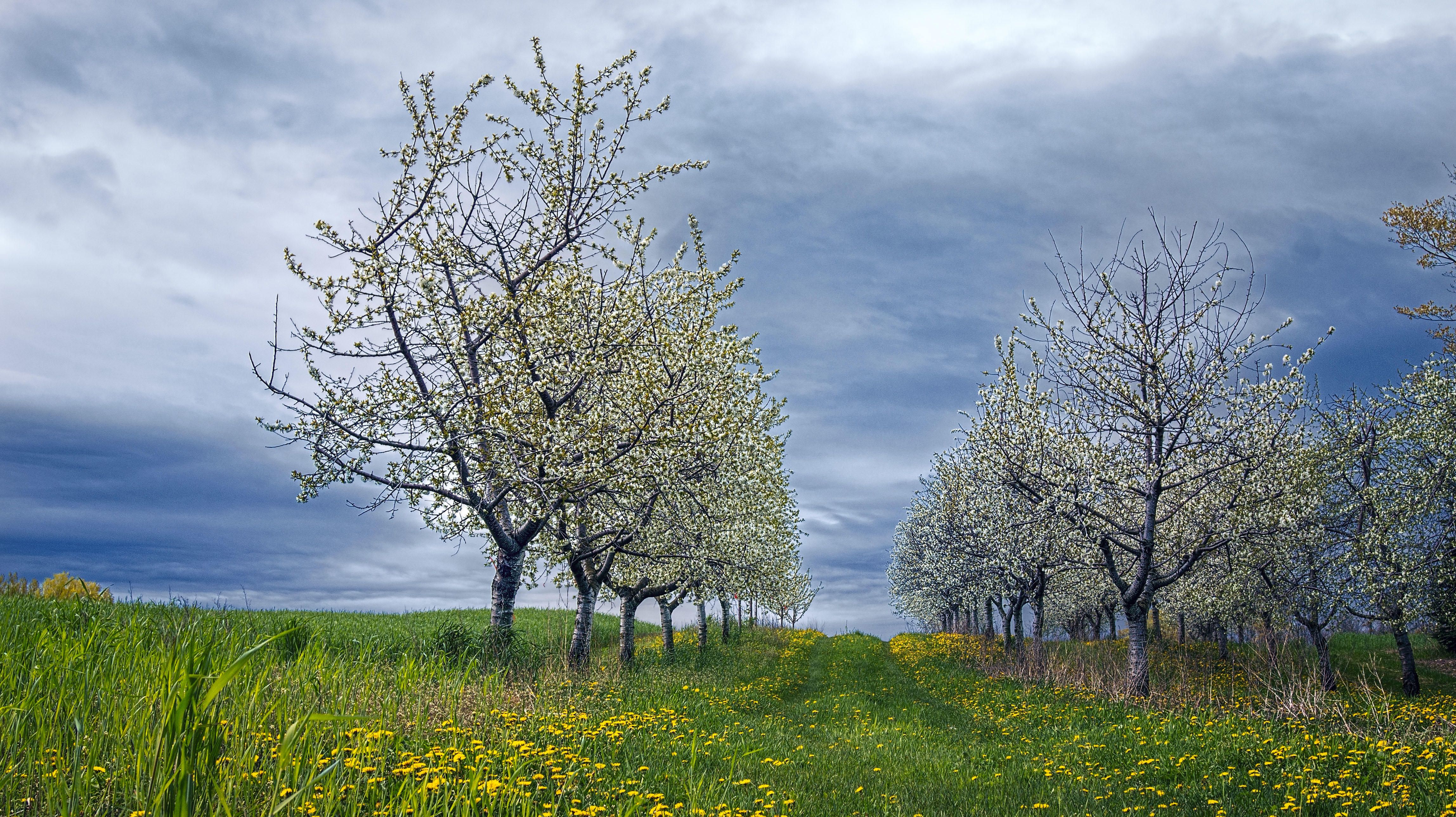 весна цветение дерево поле без смс