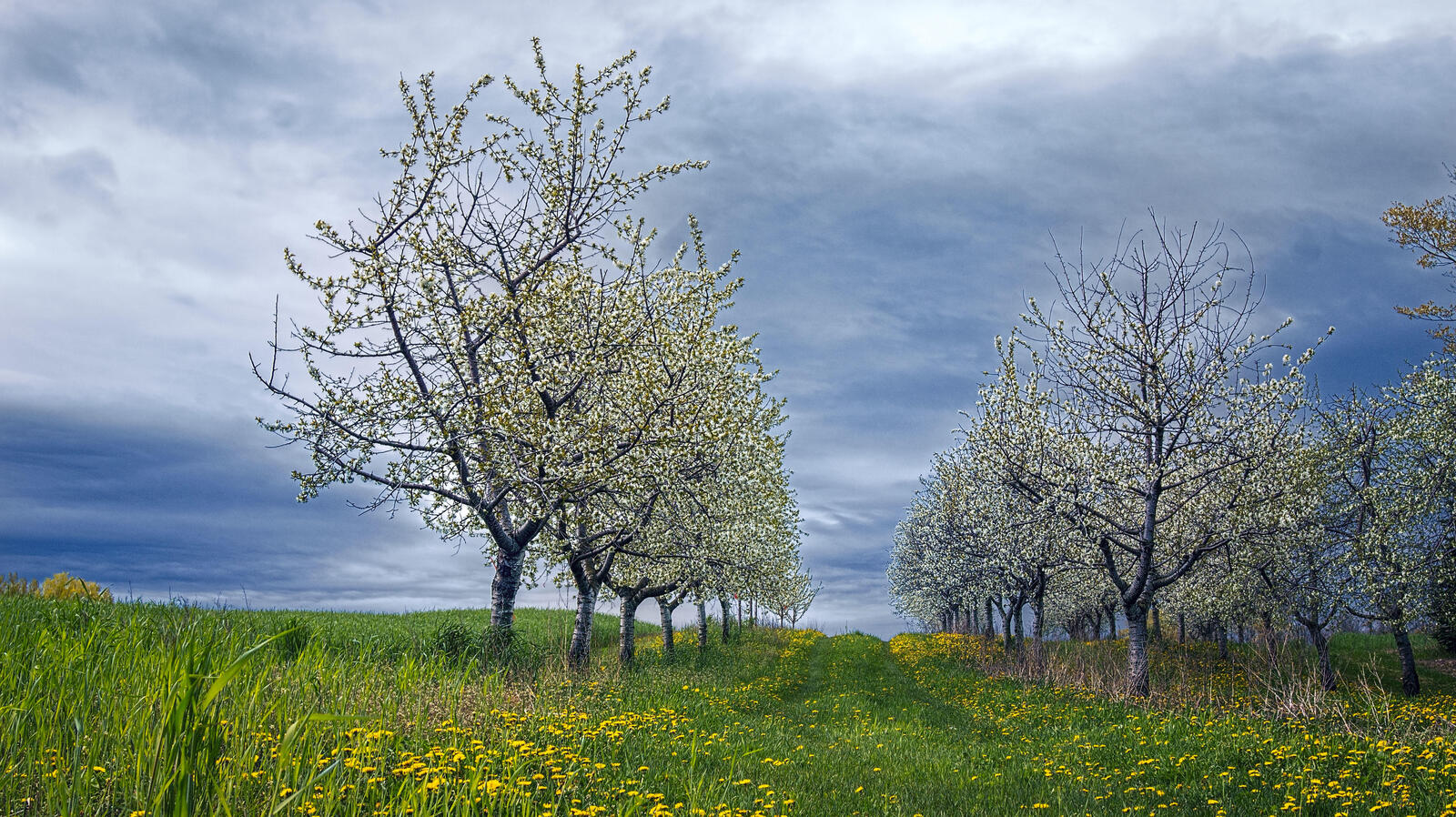 Обои весна пейзаж деревья на рабочий стол