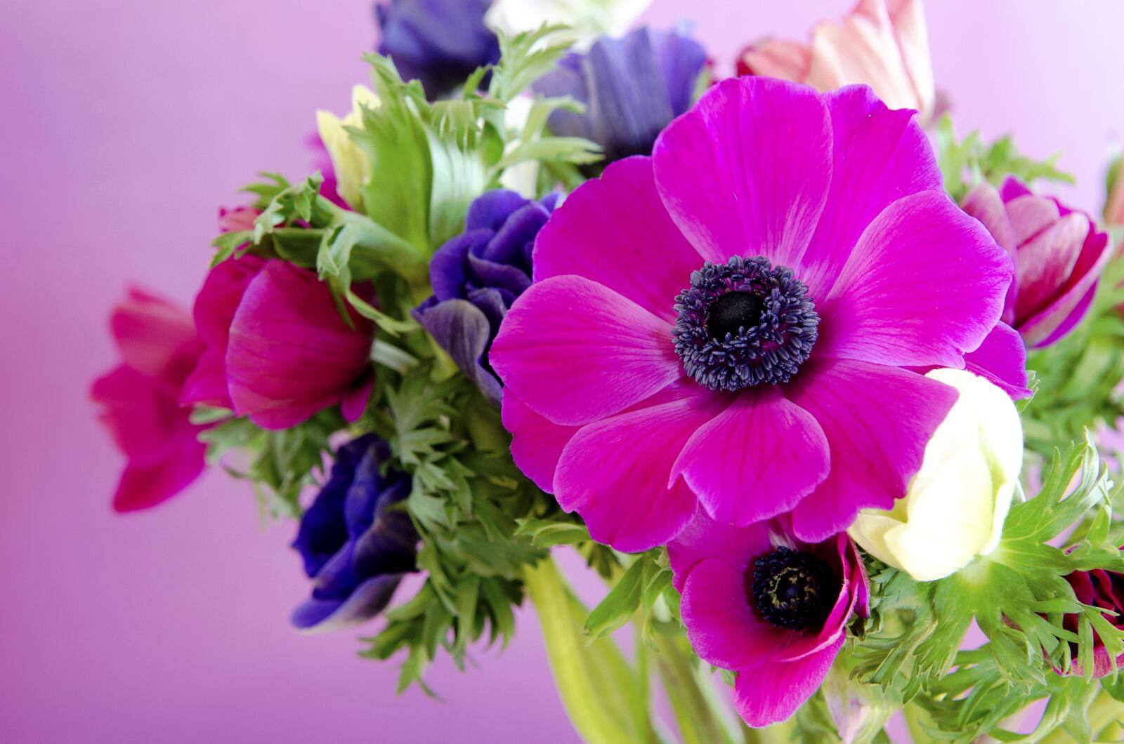 Обои флора букет букет цветов на рабочий стол