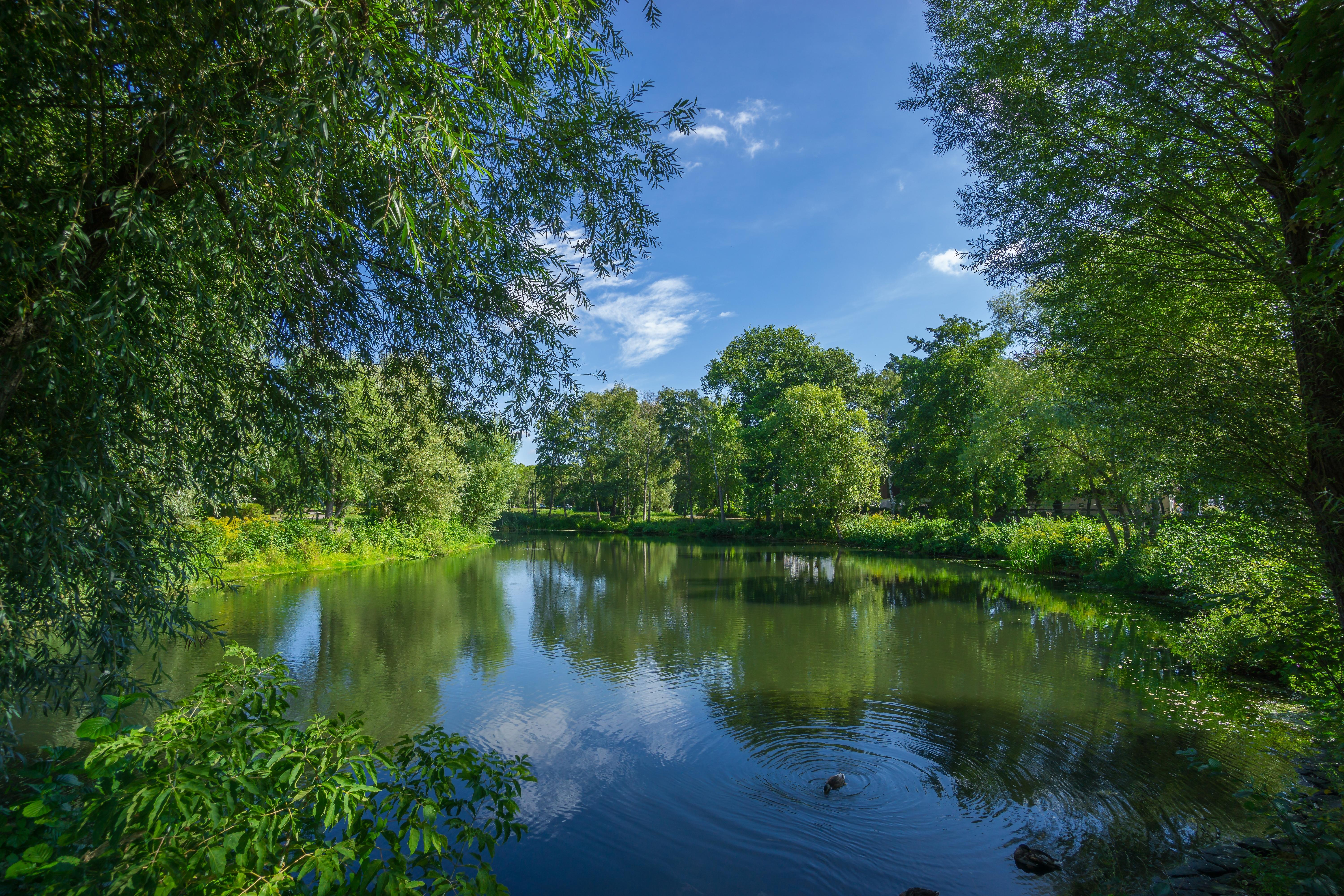 Фото бесплатно озеро, зеленые листья, зеленая трава