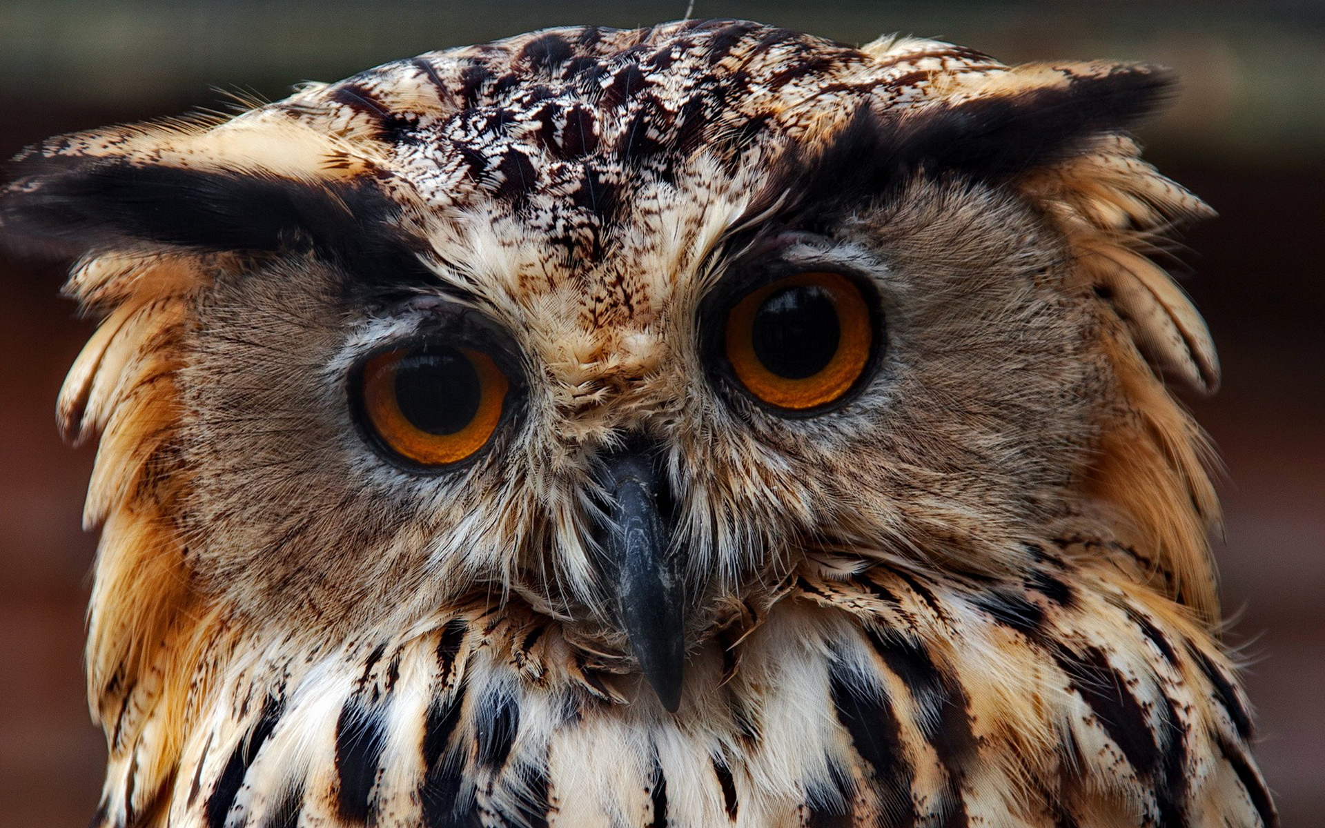 Wallpapers eagle owl eyes feathers on the desktop