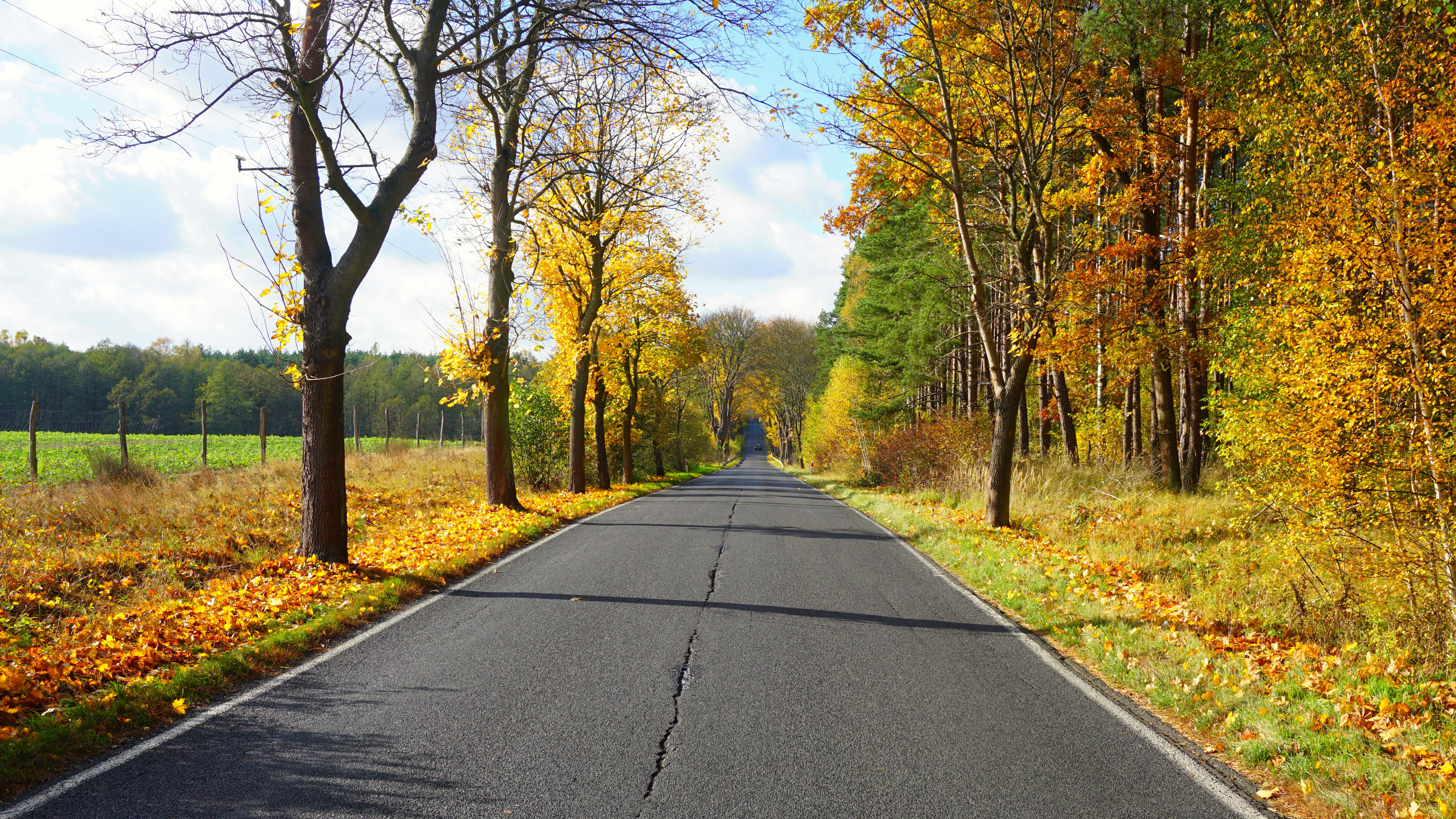 Обои асфальтированная дорога опавшие листья осень на рабочий стол