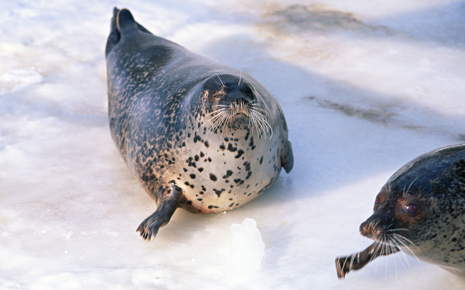 Фото бесплатно тюлени, морды, усы