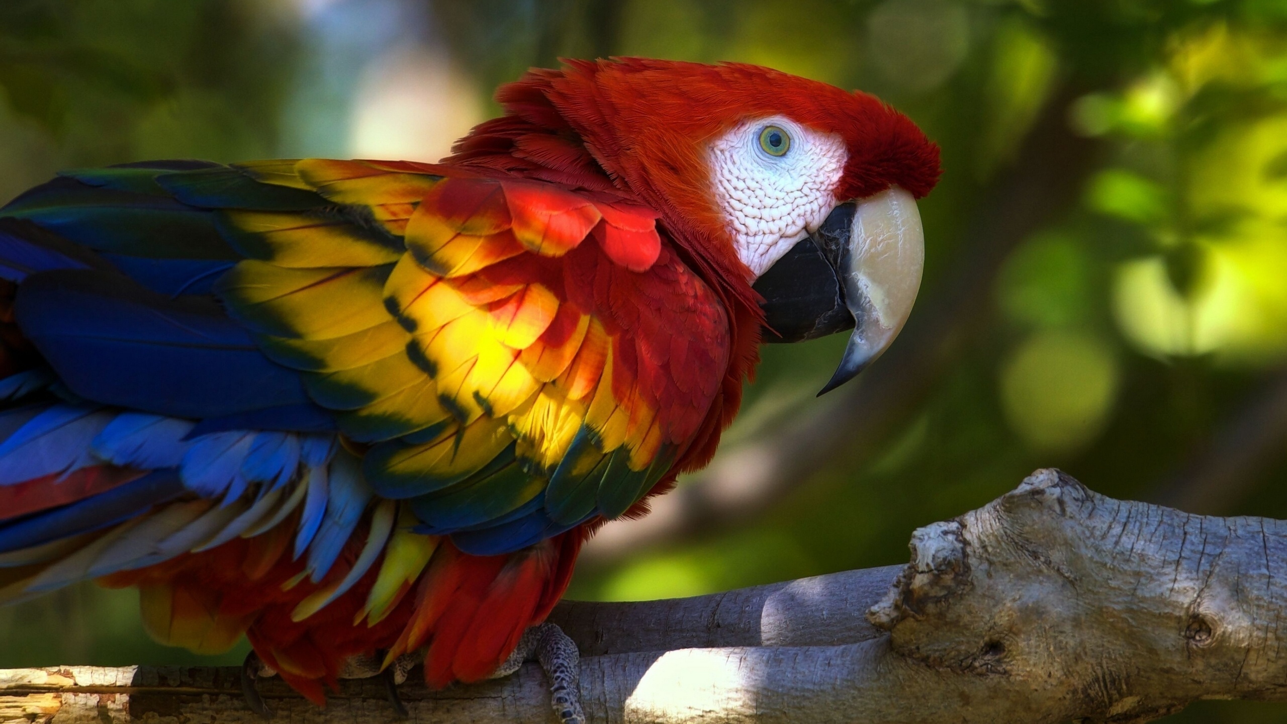 Wallpapers paws colored macaw on the desktop