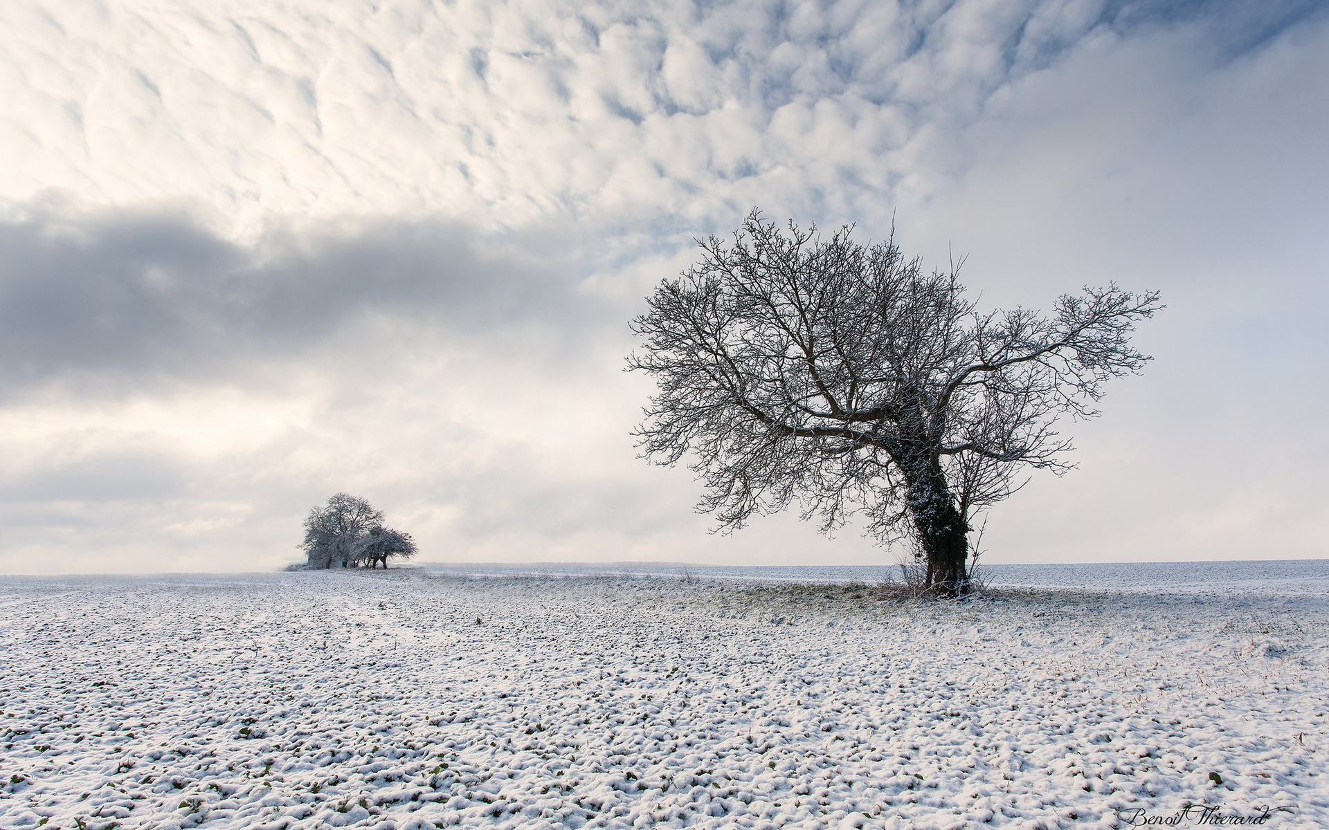 Wallpapers Winter tree snow clouds on the desktop