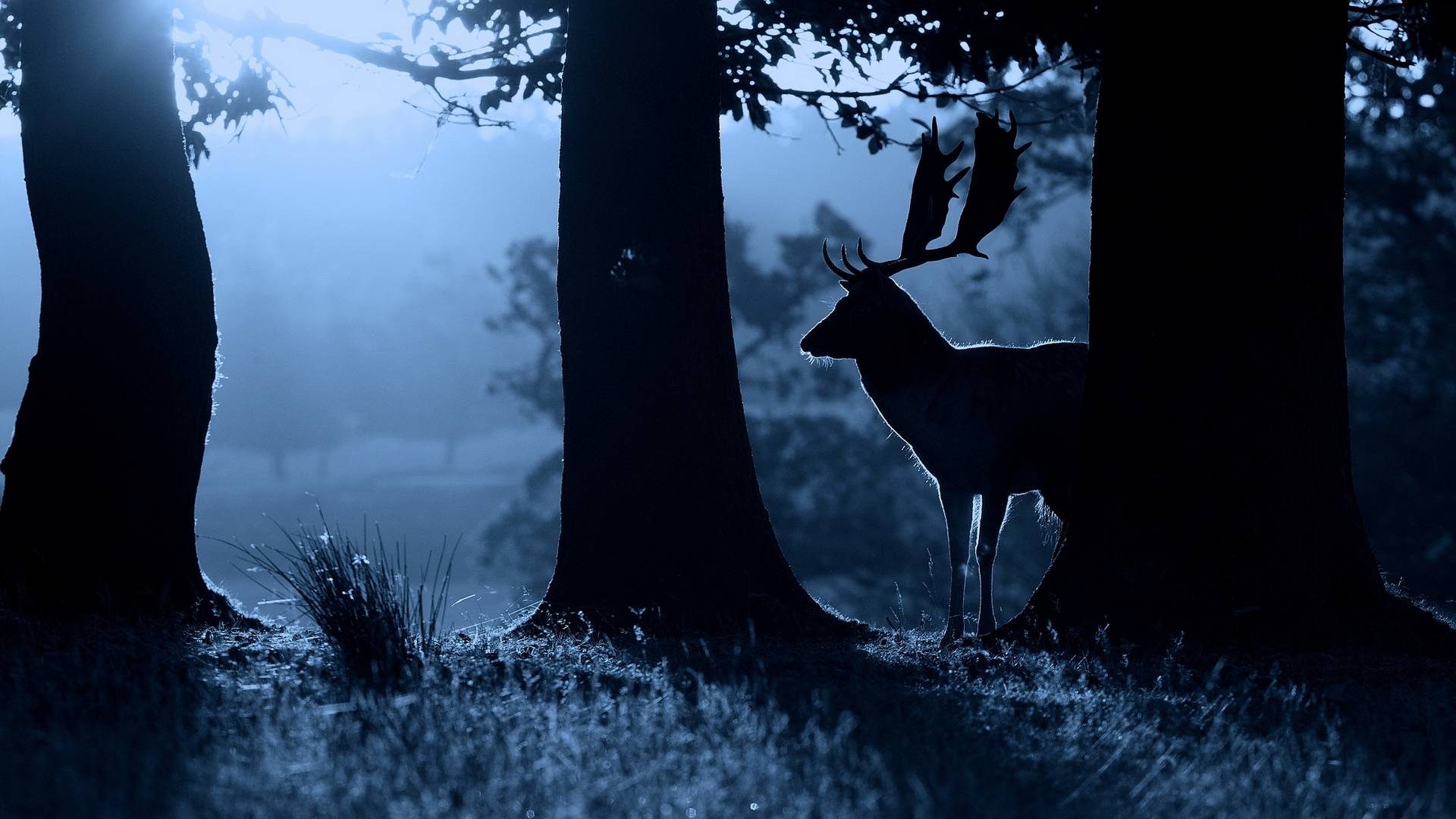 Wallpapers night forest deer on the desktop