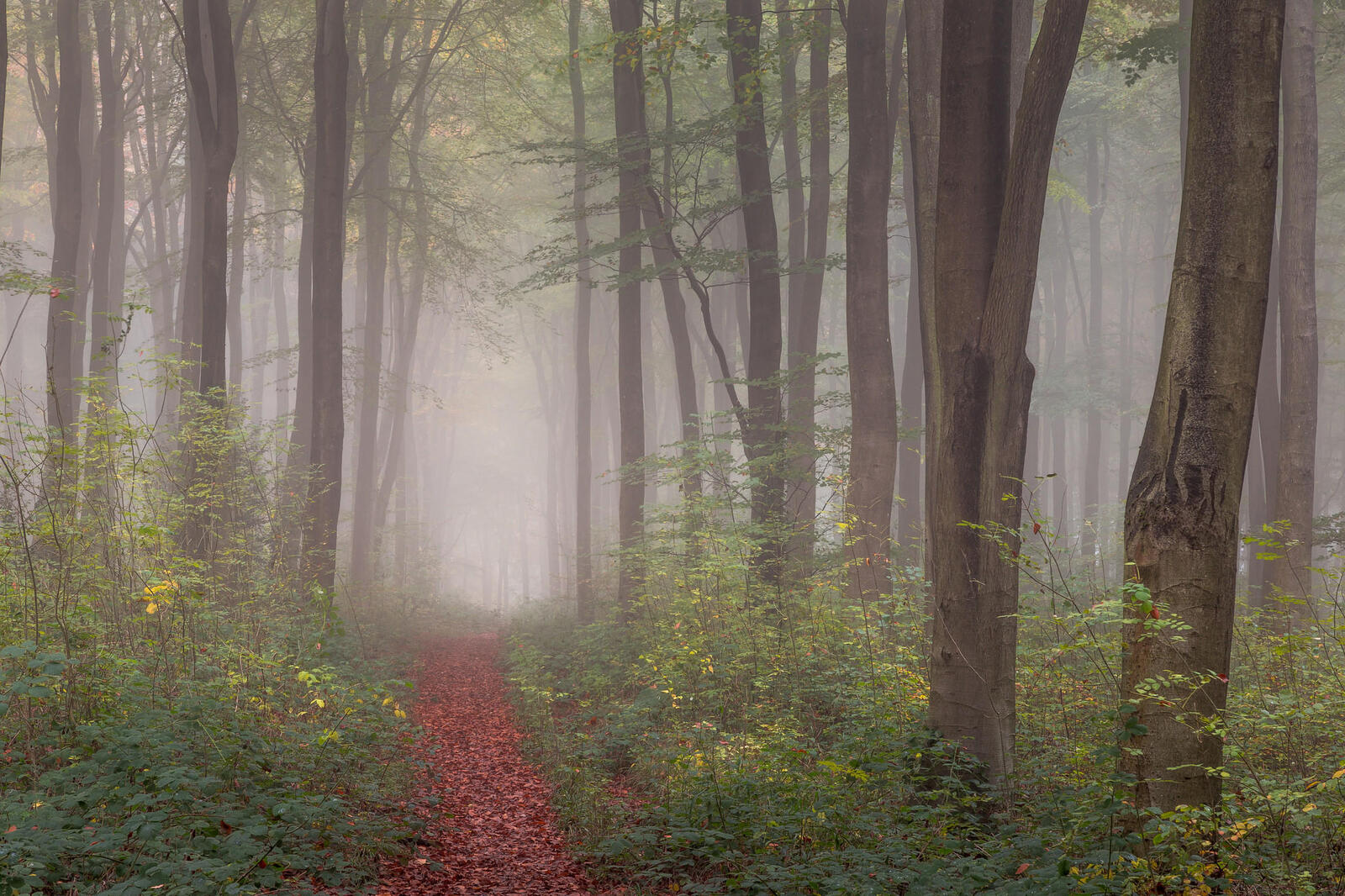 Wallpapers nature fog path on the desktop