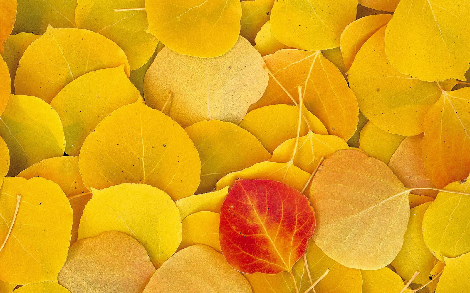 Wallpapers leaves yellow veins on the desktop