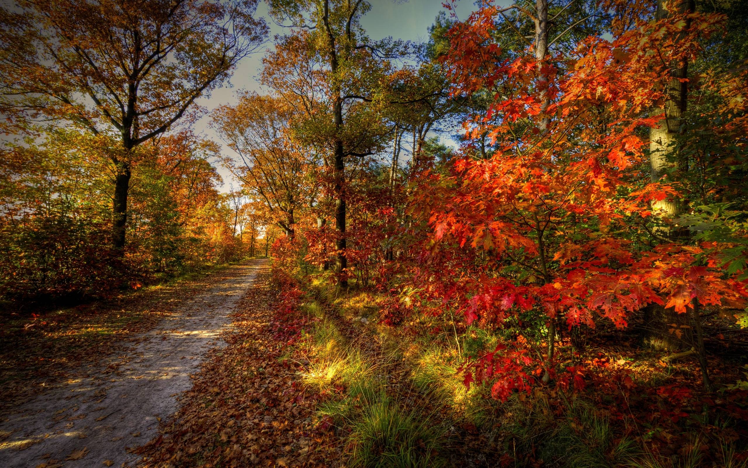 Wallpapers autumn path pathway leaves on the desktop