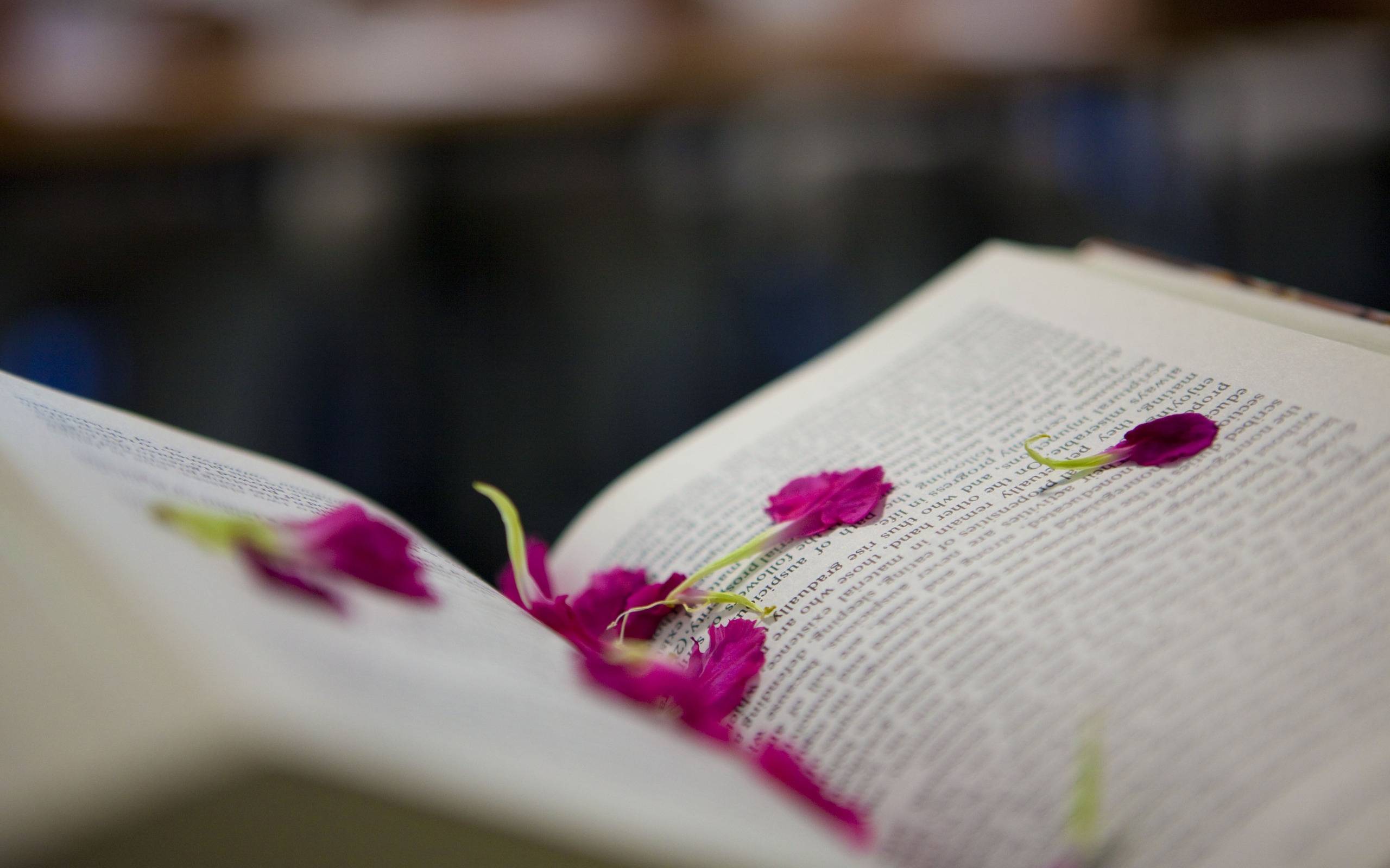 桌面上的壁纸图书 页面 花瓣