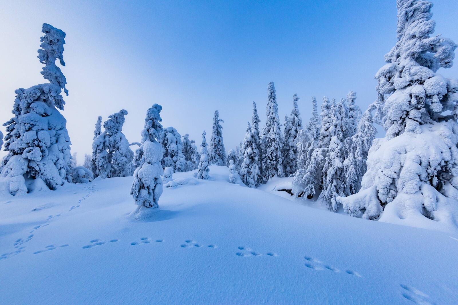 桌面上的壁纸芬兰 冬季 雪中的圣诞树