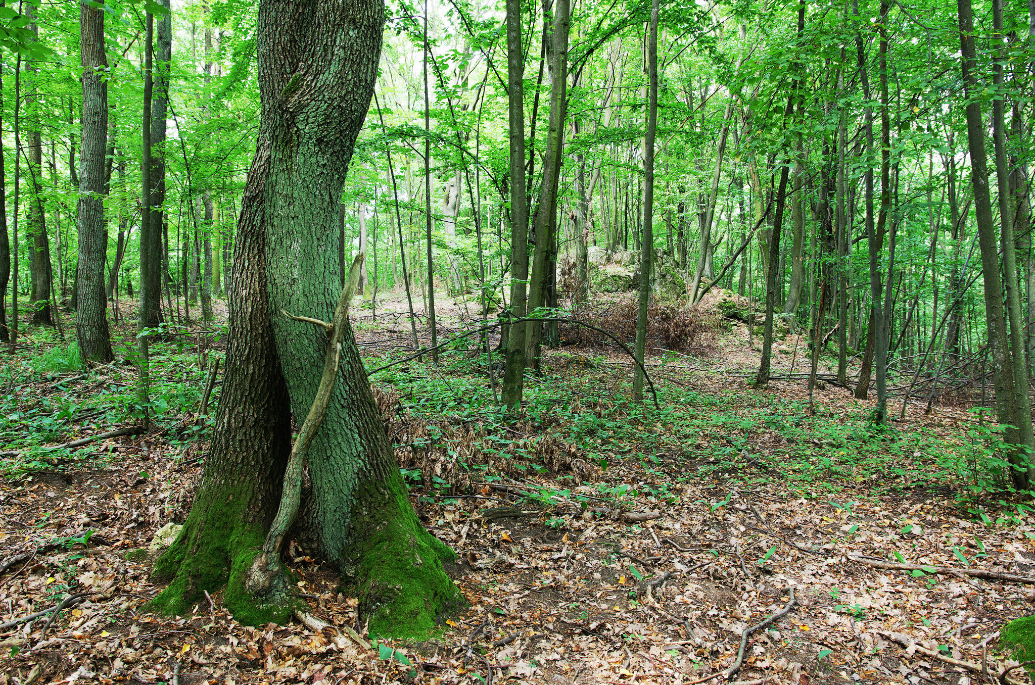Обои редкий лес лес зеленая листва на рабочий стол