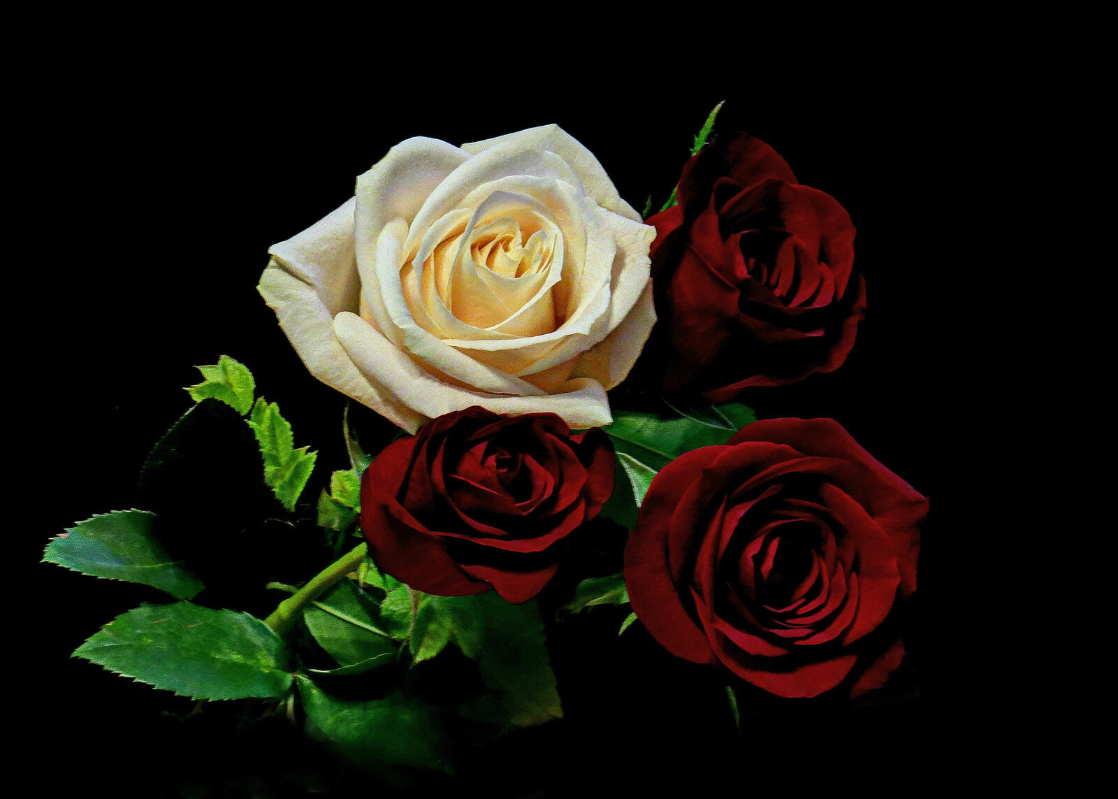 Wallpapers red roses white rose rose on the desktop