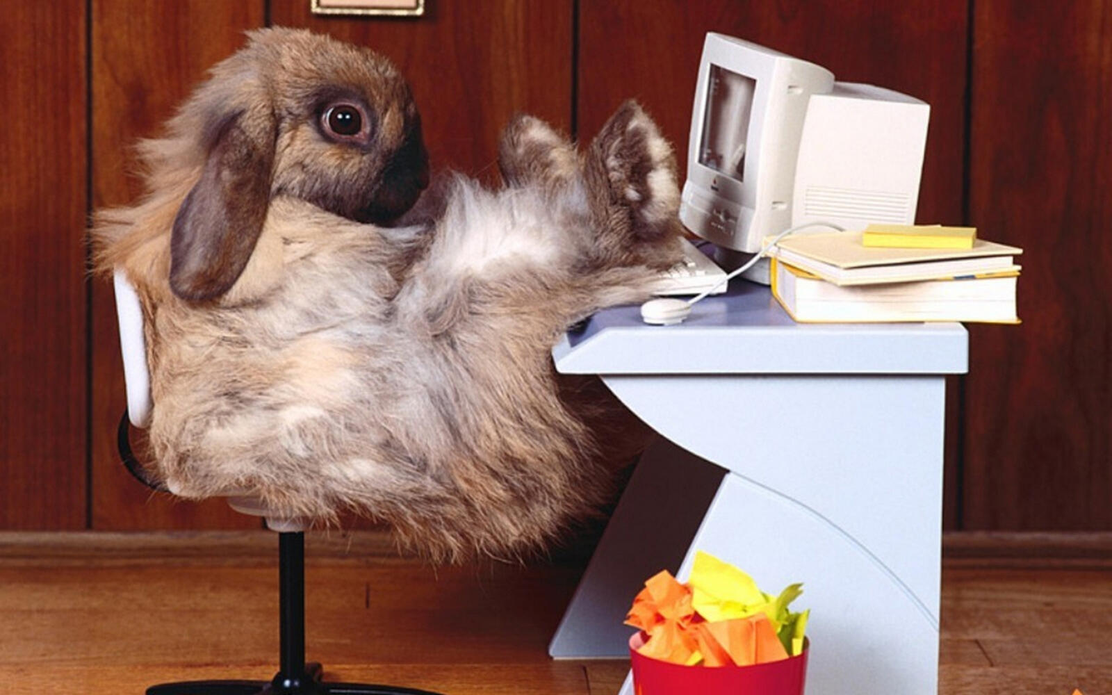 Wallpapers rabbit office worker desk on the desktop
