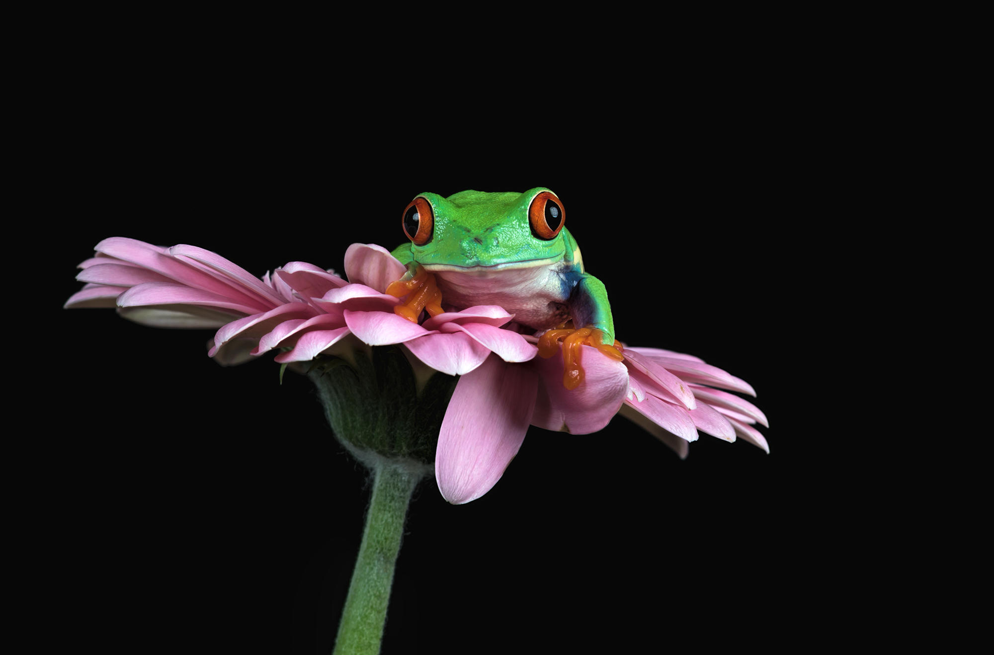Photo free flower, frog, lies on a flower