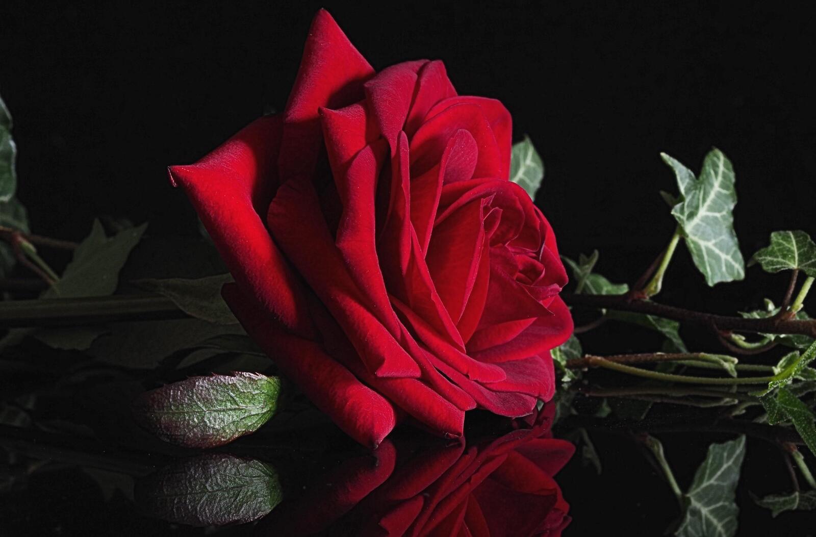 Обои роза красная макро на рабочий стол
