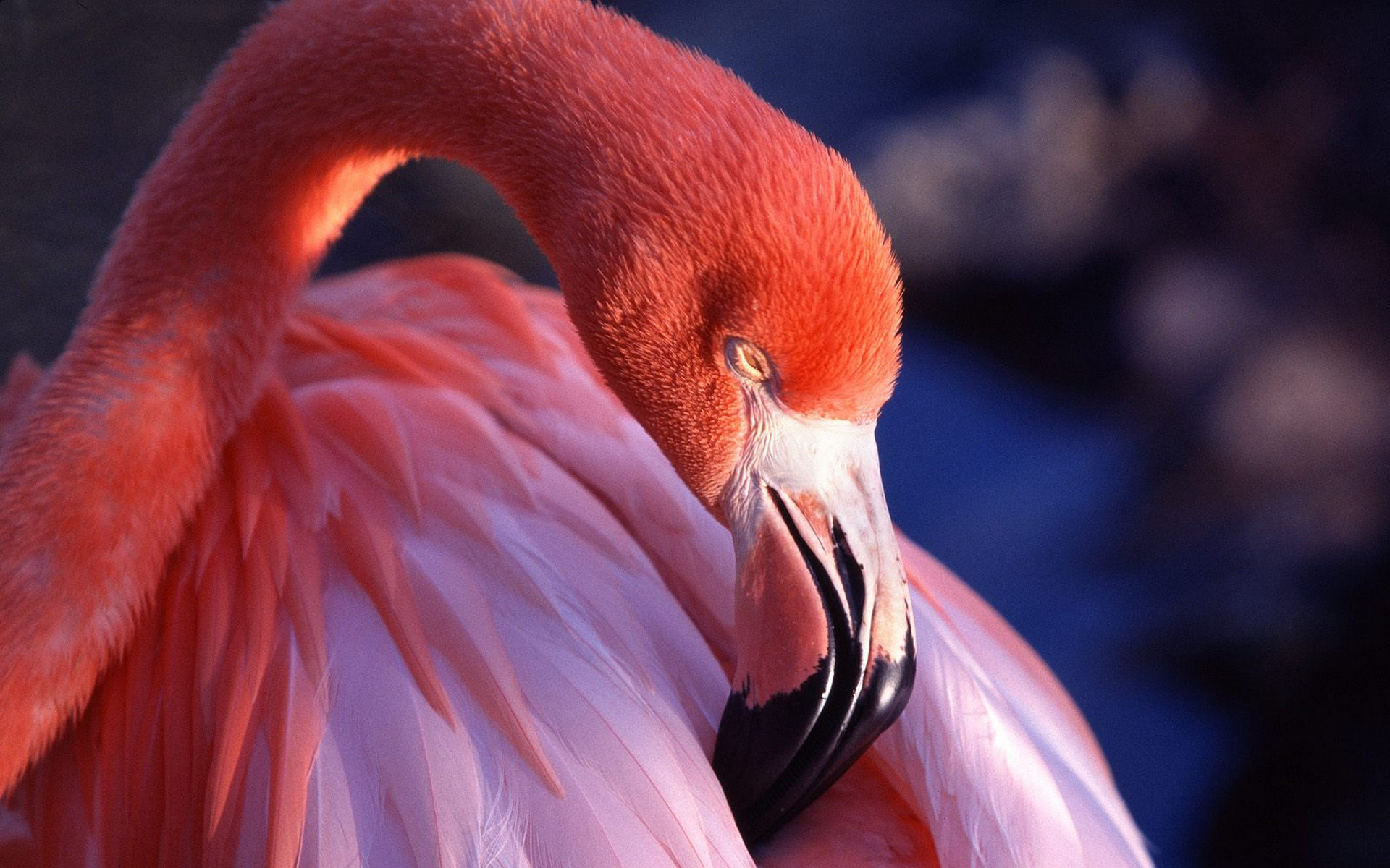 Фото бесплатно фламинго, розовый, шея