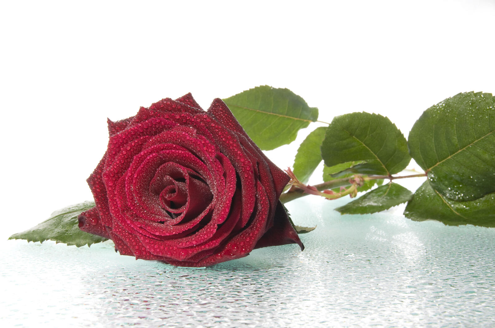 Обои флора капли роза на рабочий стол