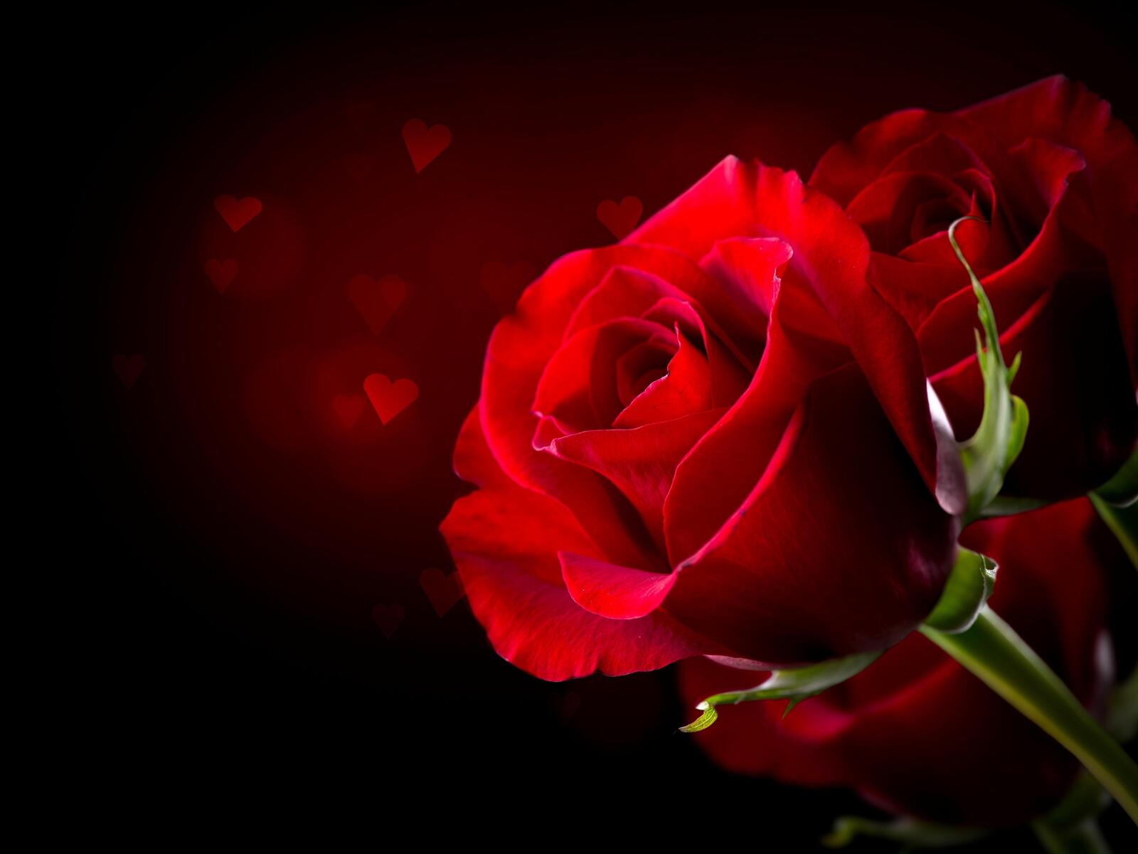 桌面上的壁纸红花瓣 红蕾 玫瑰