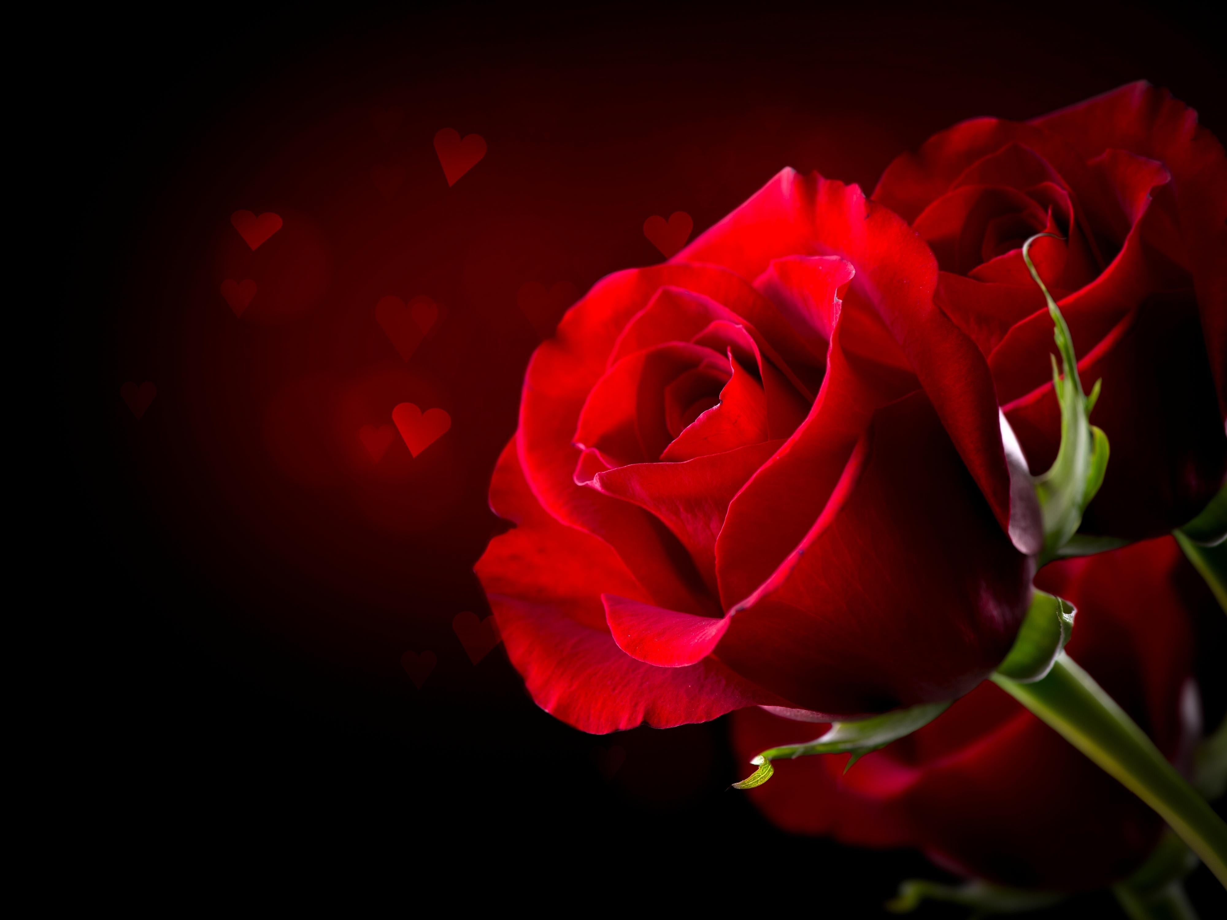 Фото бесплатно красные лепестки, красные бутоны, роза