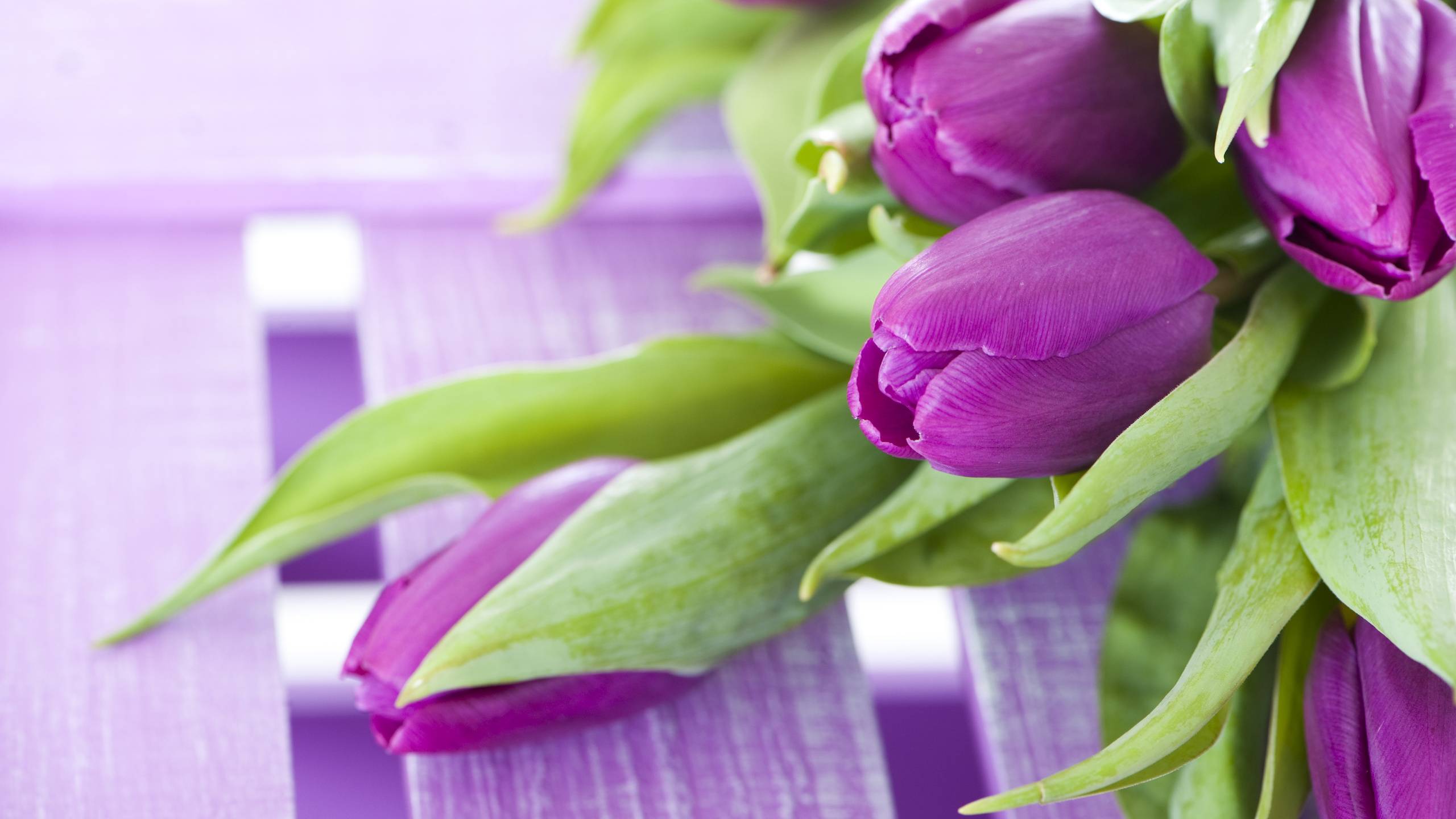 Wallpapers tulips petals purple on the desktop