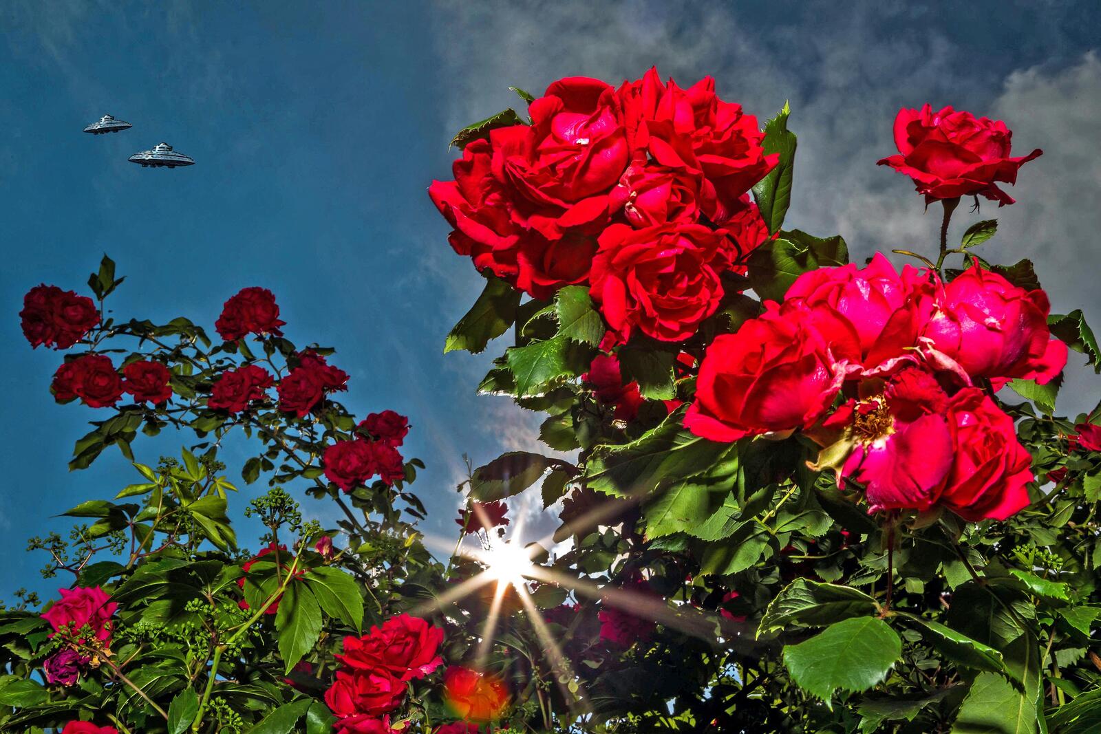 Обои красные цветы цветы розы на рабочий стол