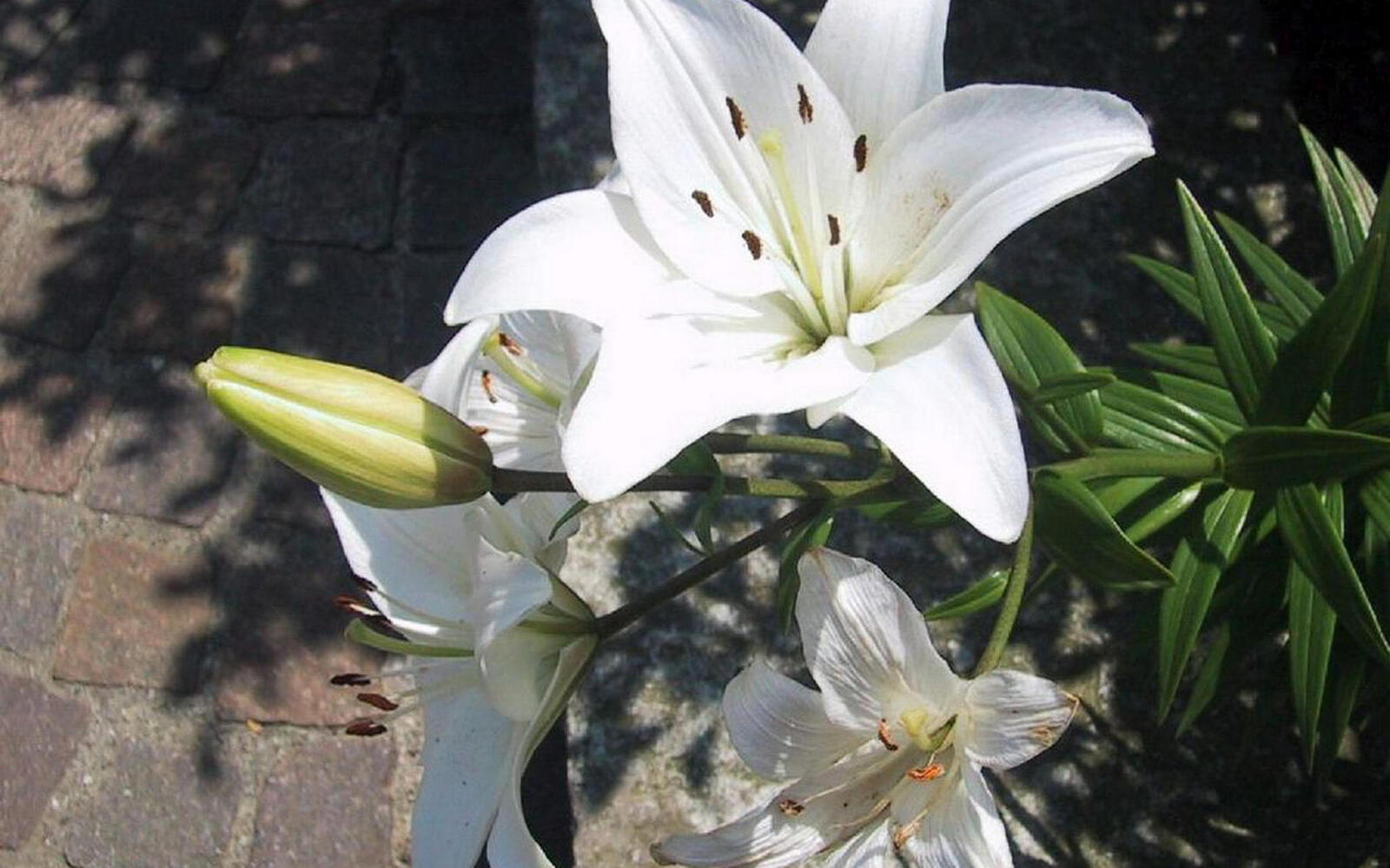 Wallpapers lilies petals white on the desktop