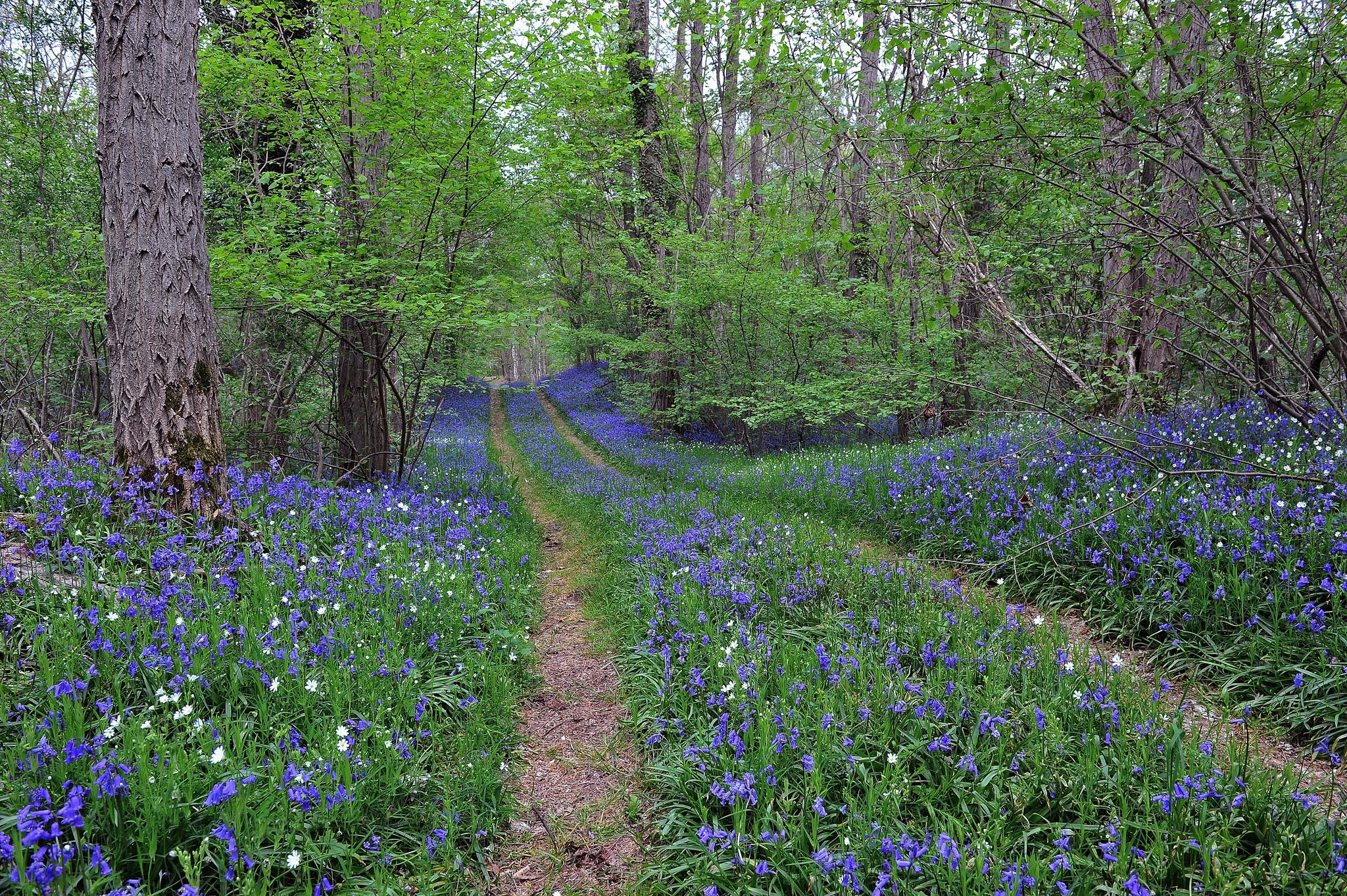 Wallpapers flowers landscapes forest path on the desktop