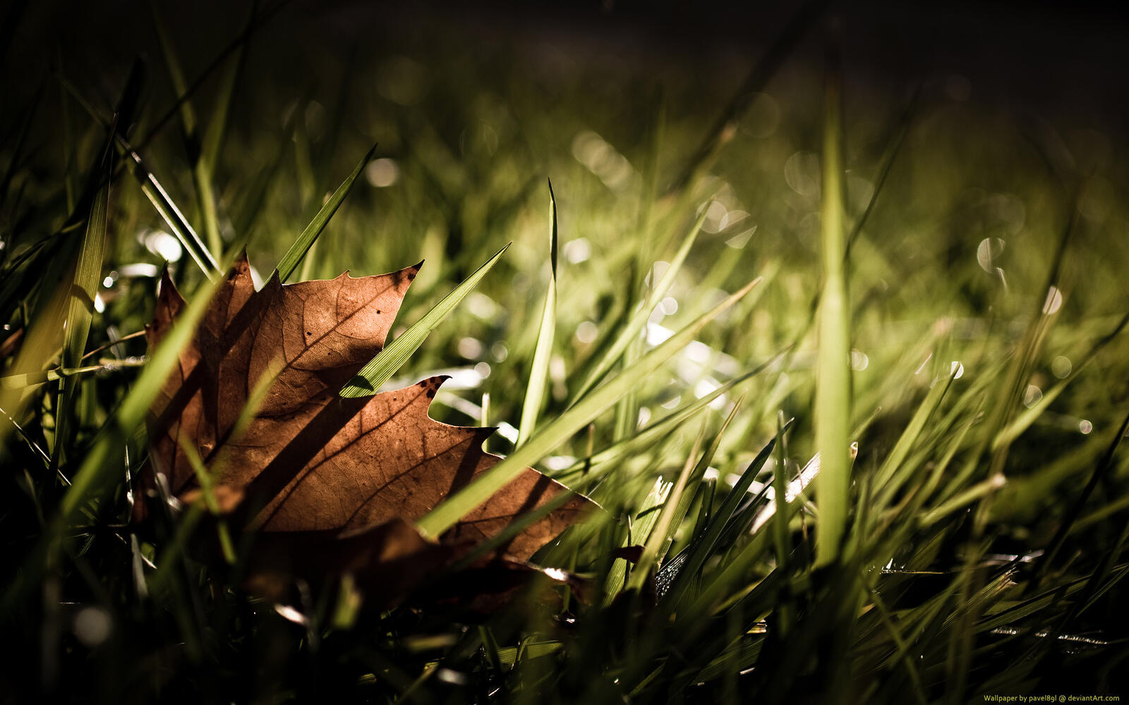 Wallpapers grass withered leaf on the desktop