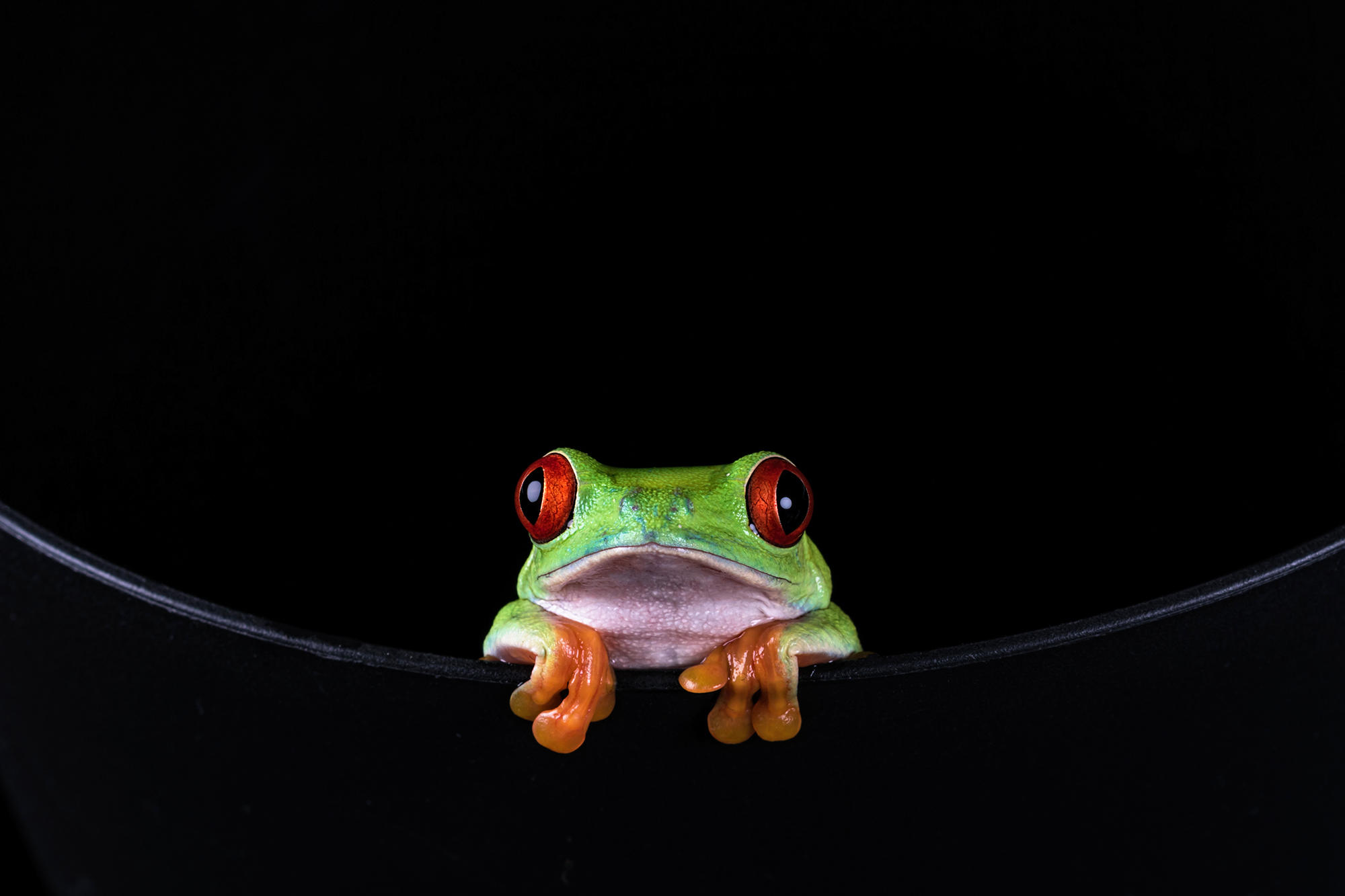 桌面上的壁纸青蛙 绿化 小