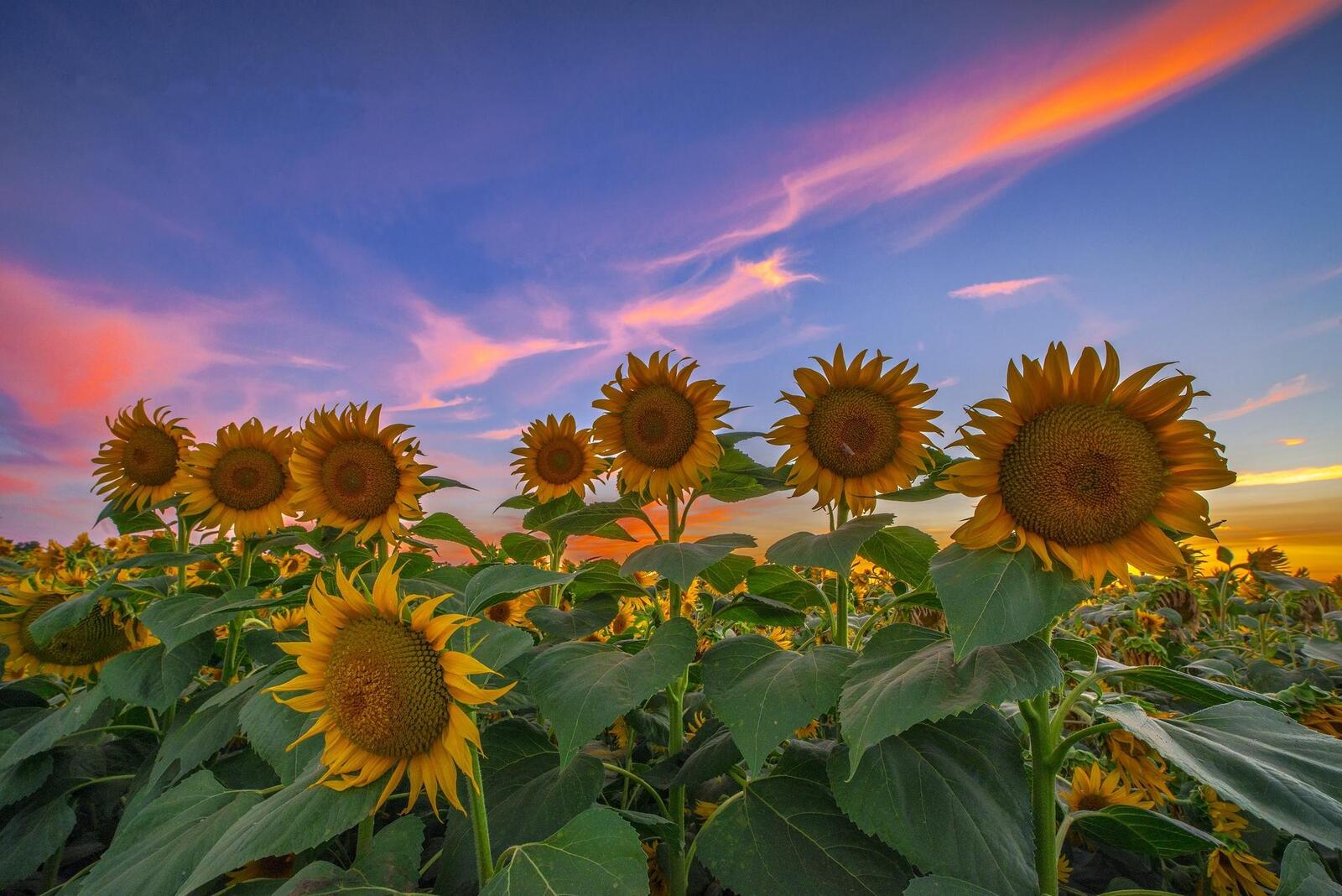 Wallpapers sunset field many sunflowers on the desktop