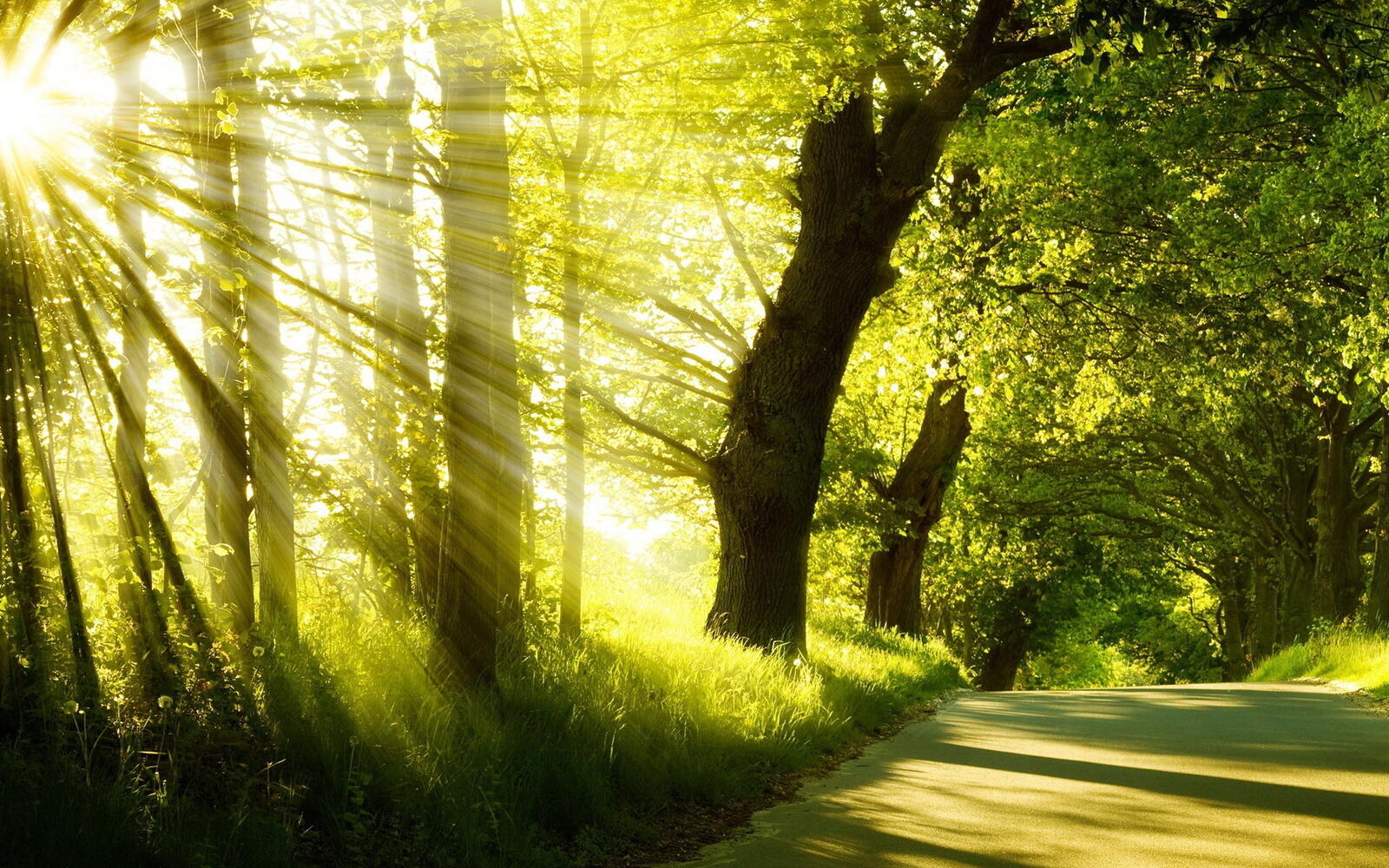 Wallpapers landscapes trees rays on the desktop