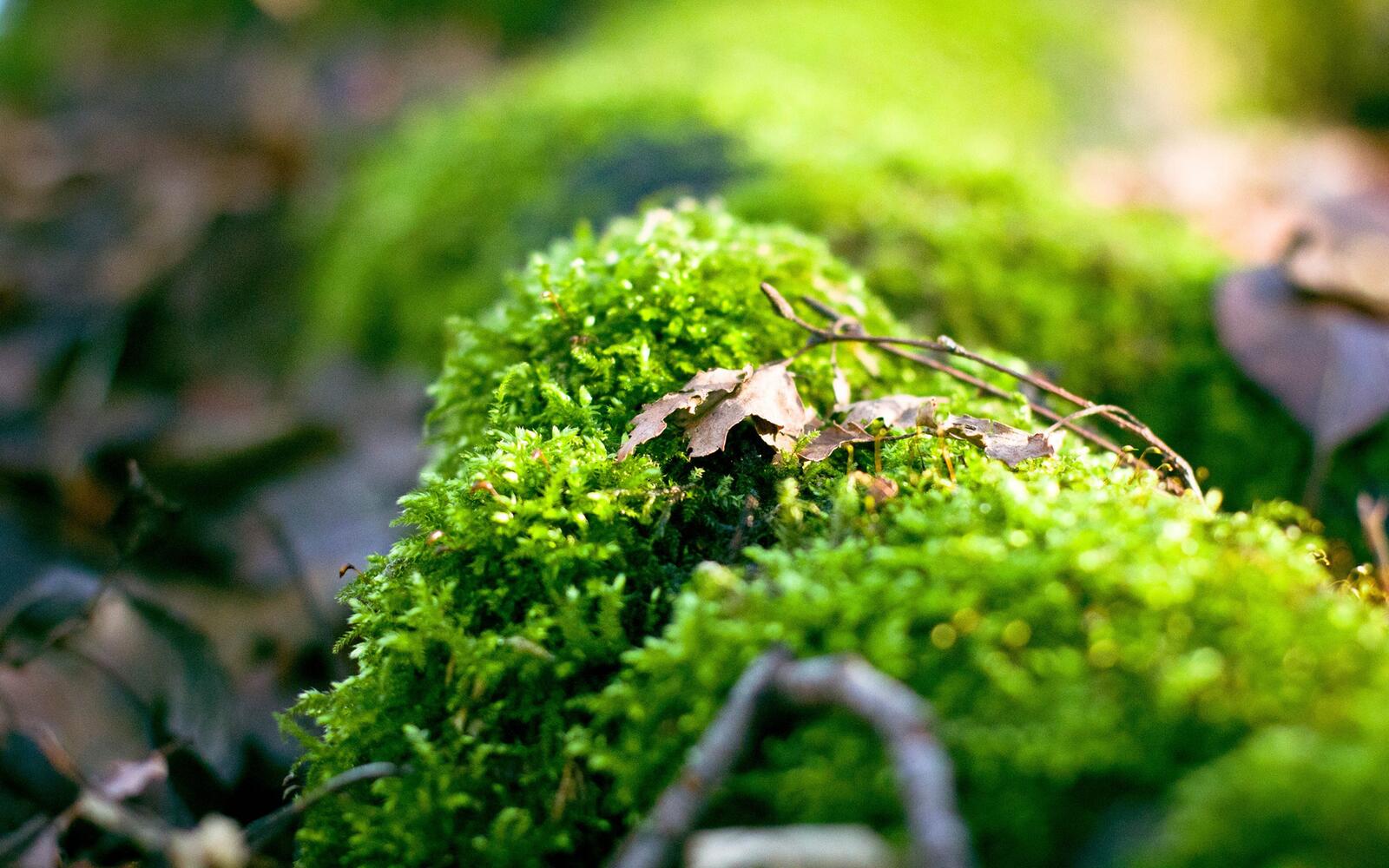 Wallpapers moss withered leaves on the desktop