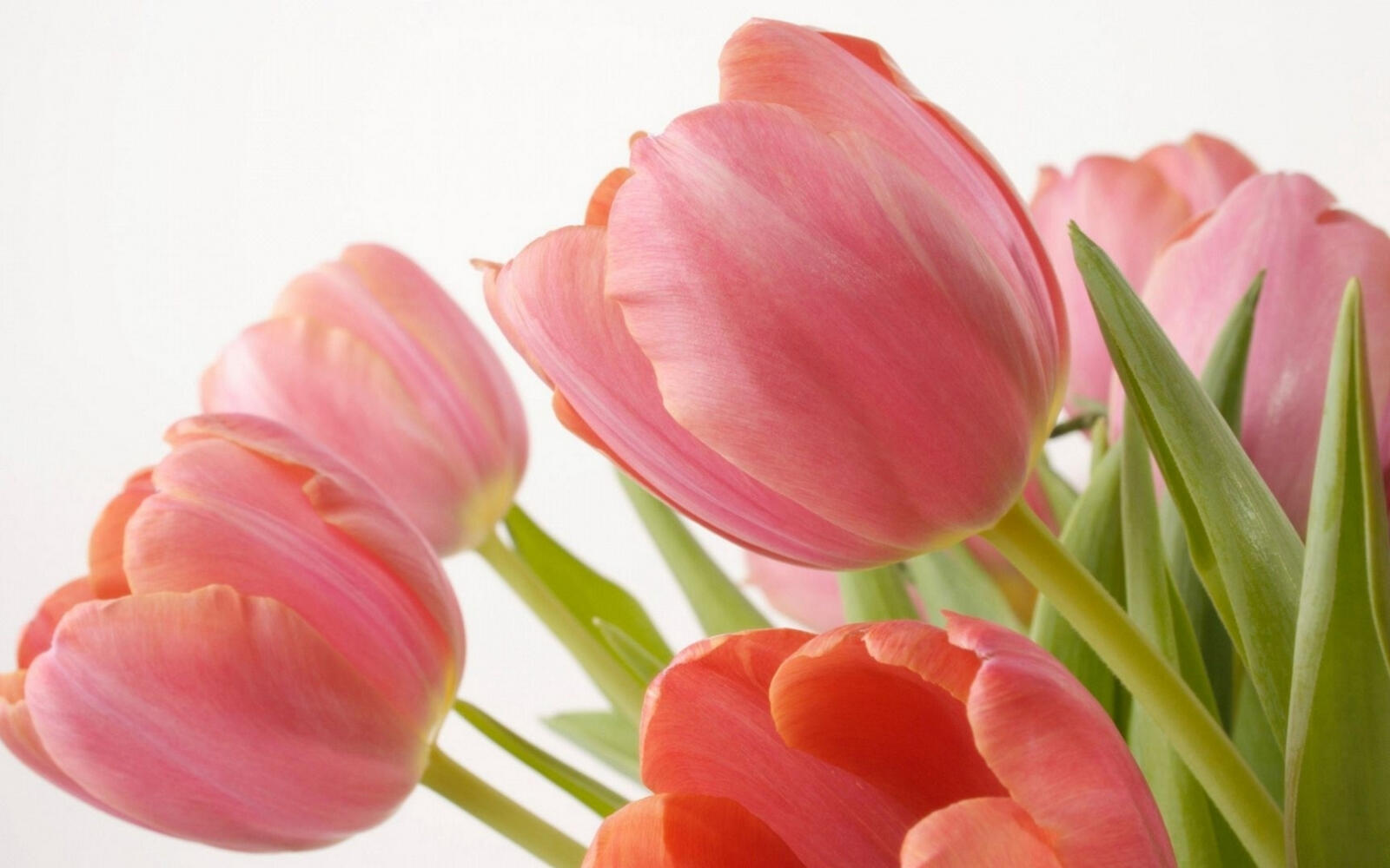Wallpapers pink tulips leaves on the desktop