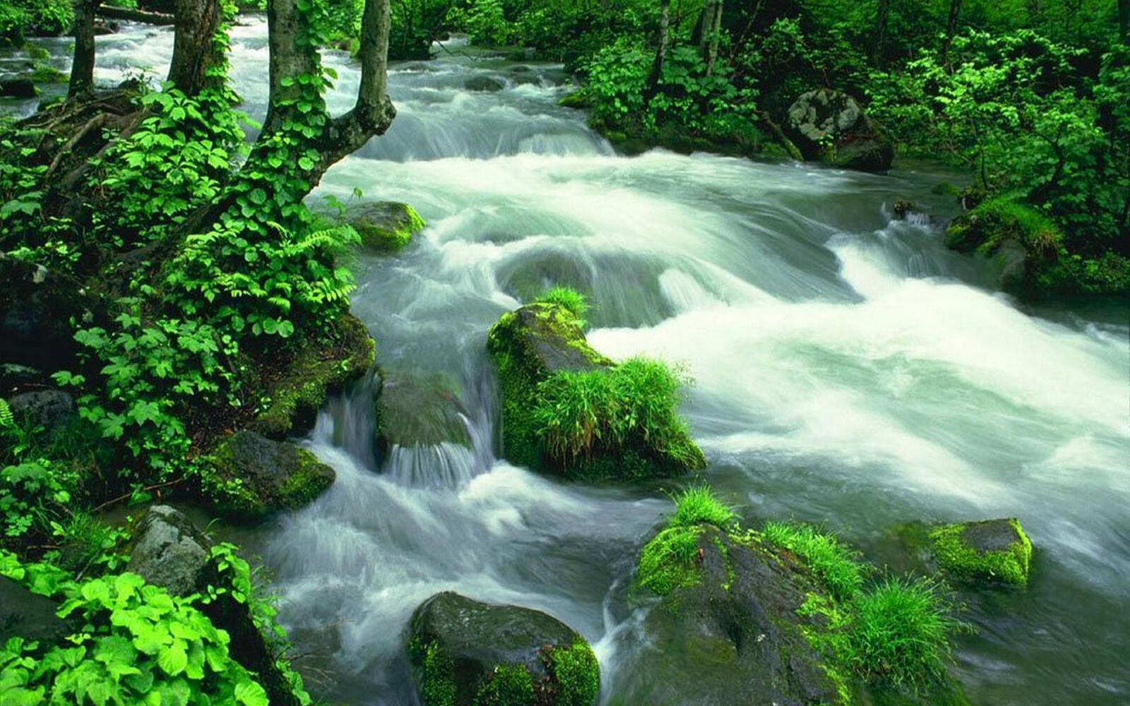 Wallpapers moss stream nature on the desktop