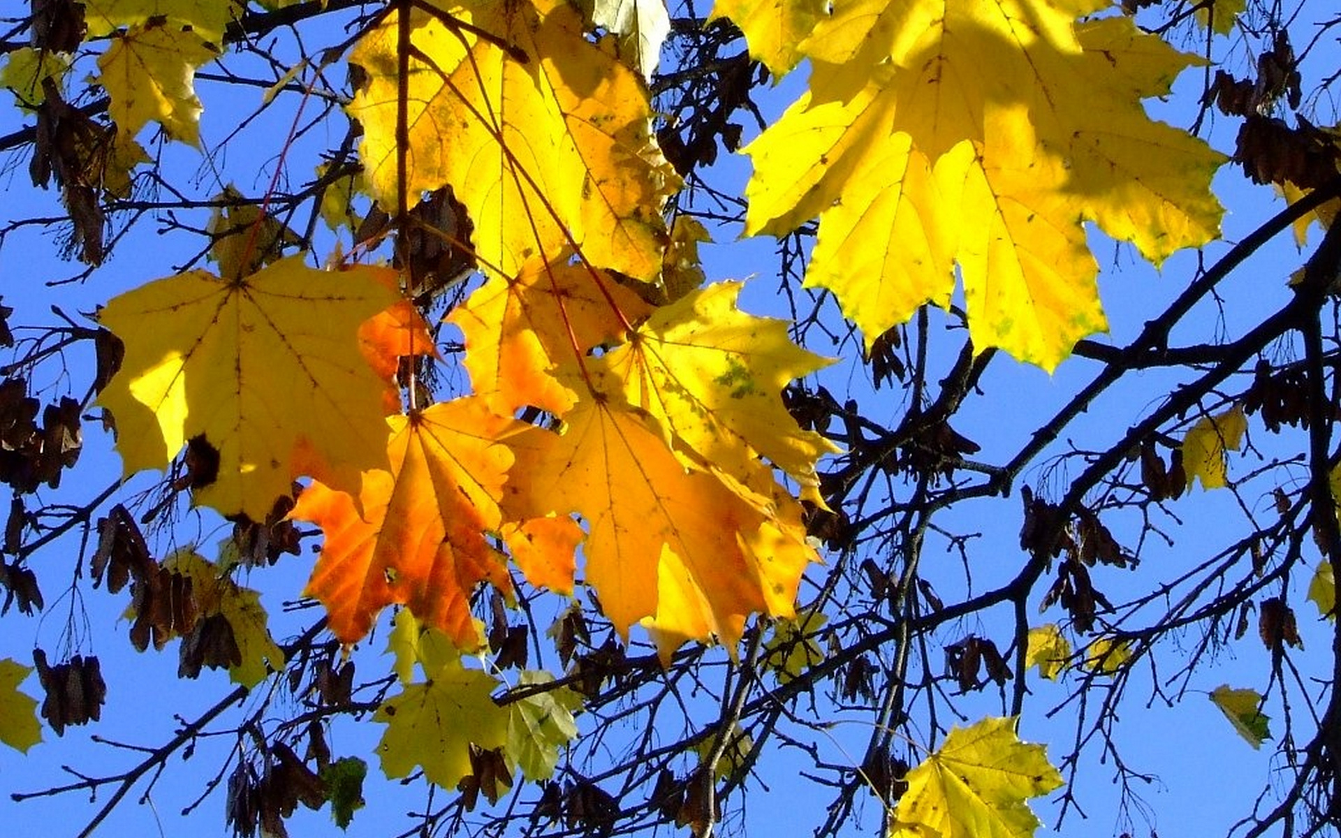 Wallpapers yellow leaves maple on the desktop