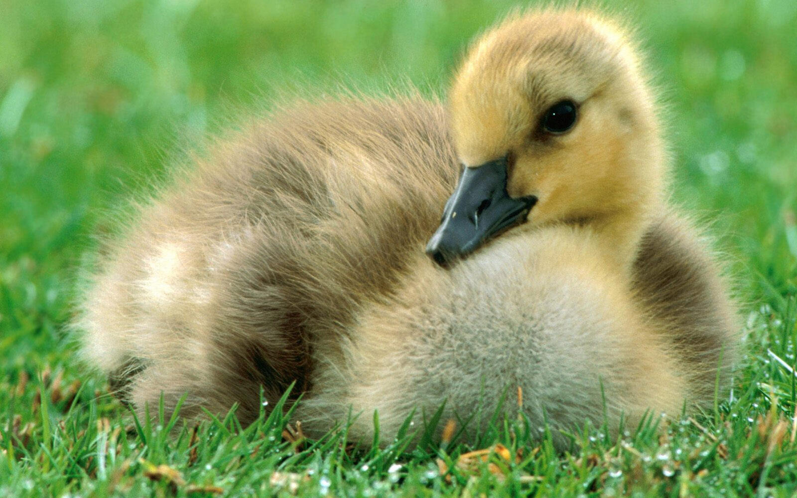 Wallpapers duckling chick yellow on the desktop