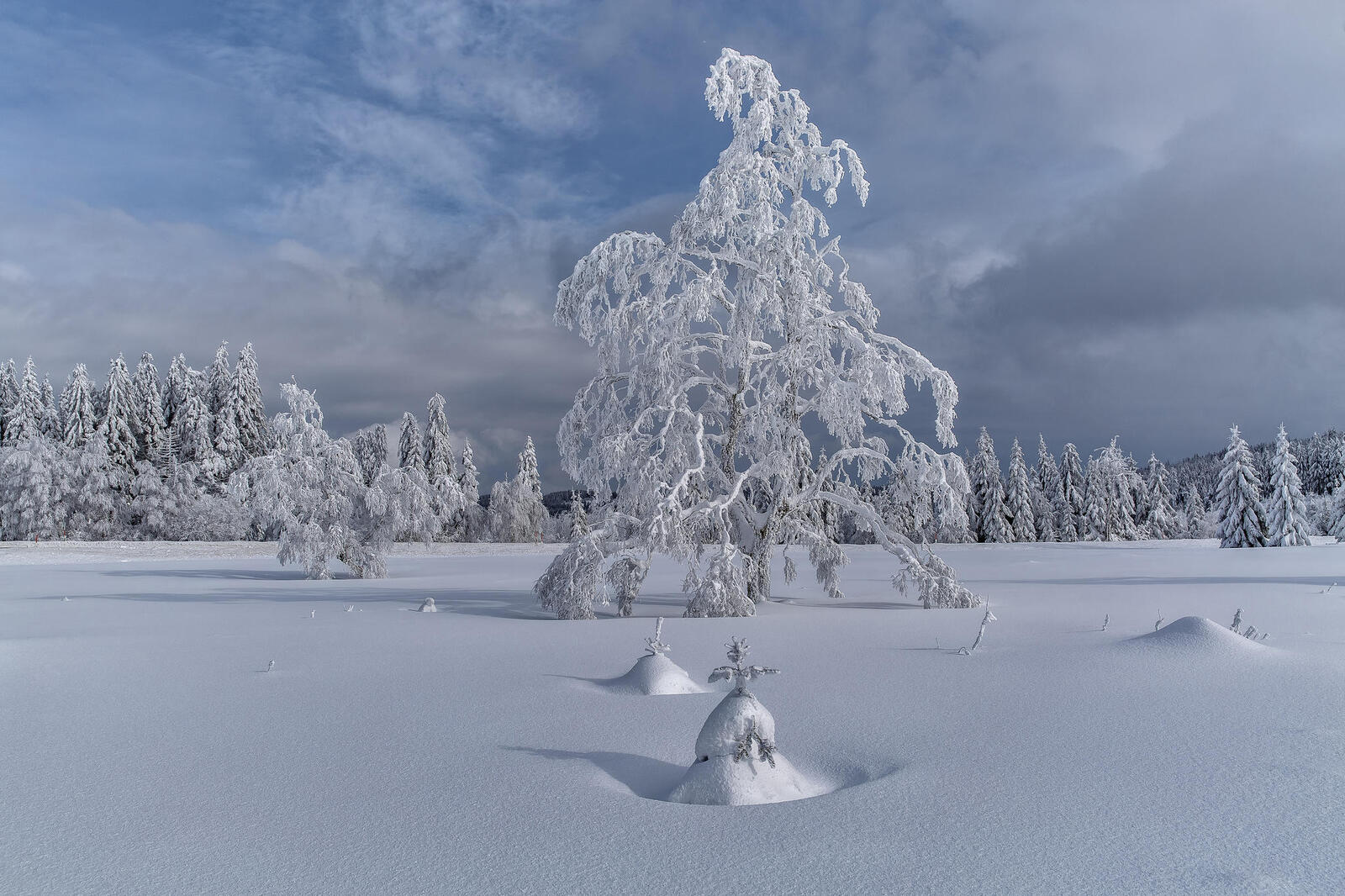 Wallpapers snowdrifts trees in the snow winter on the desktop