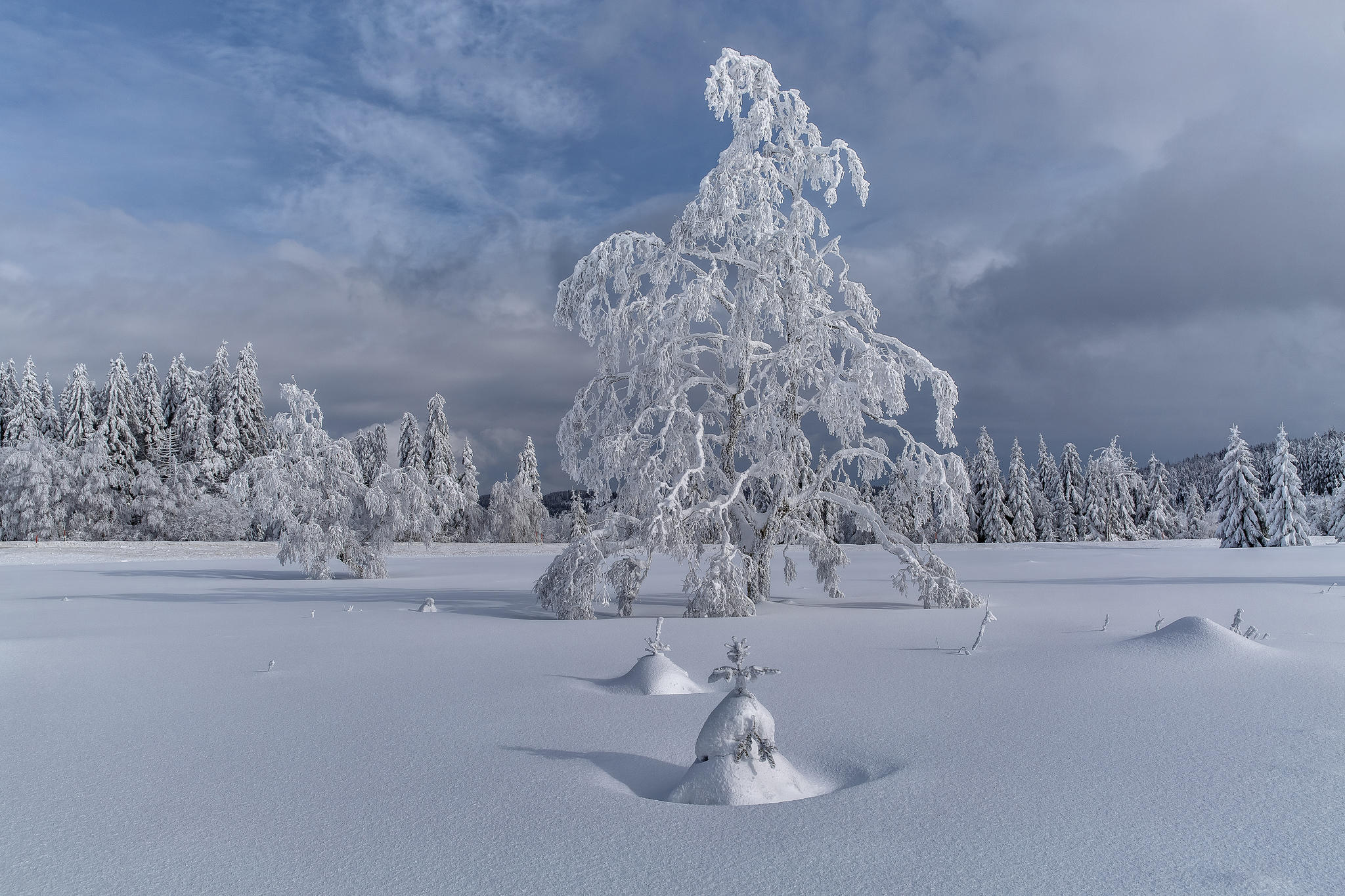 桌面上的壁纸雪堆 雪中的树木 冬季
