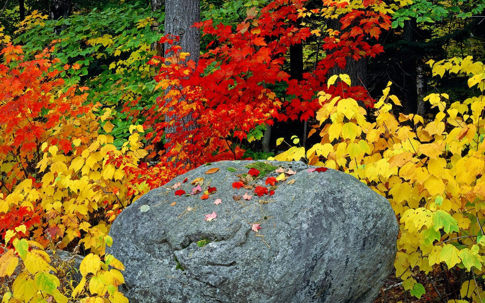 Wallpapers autumn stone boulder on the desktop