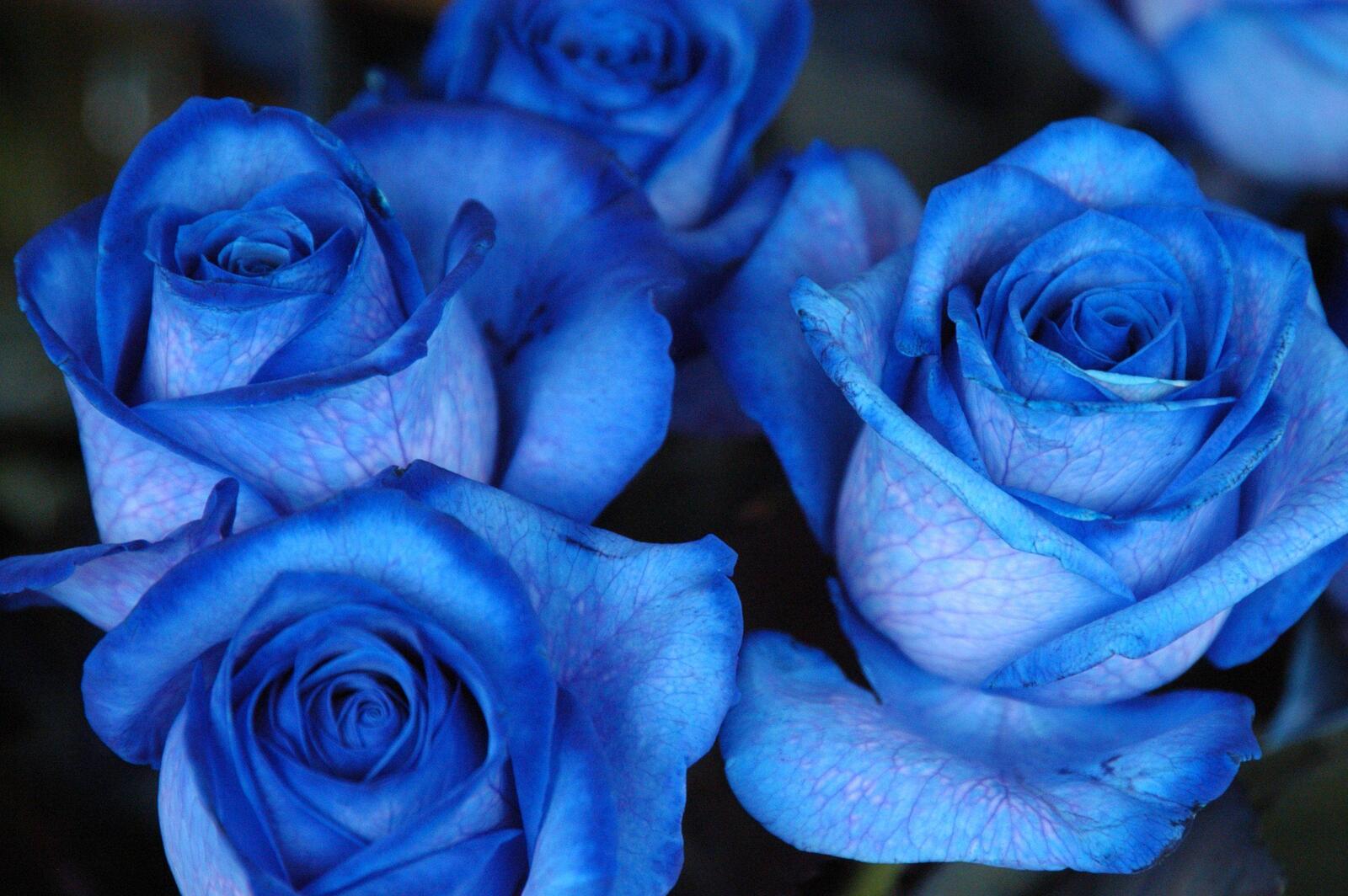 Обои розы роза синие на рабочий стол