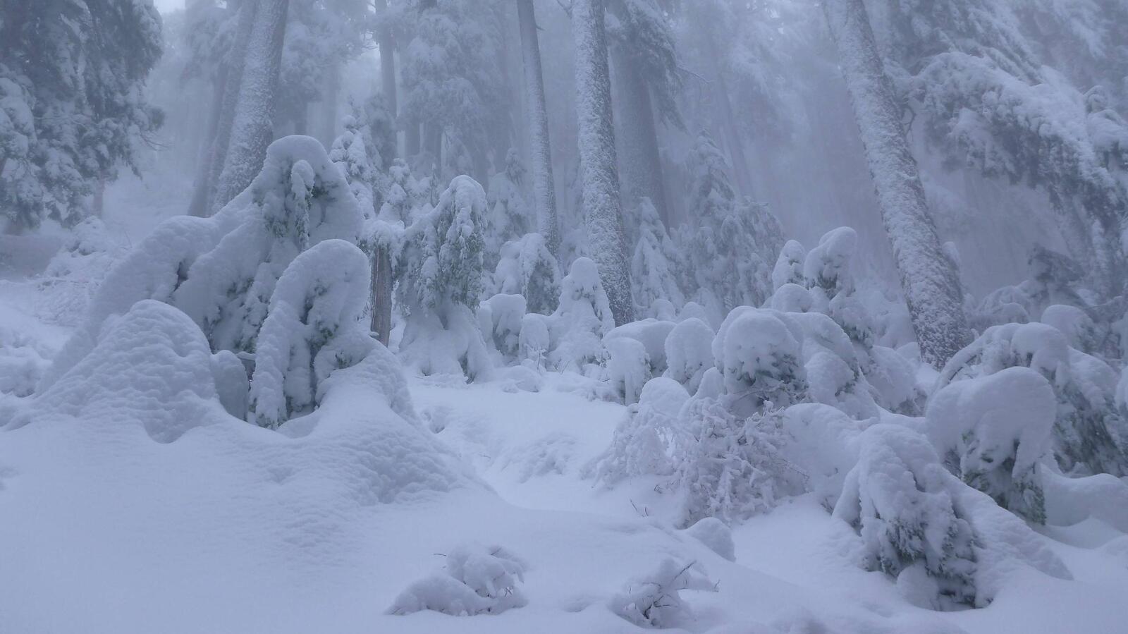 Wallpapers the snow dark forest snow on the desktop