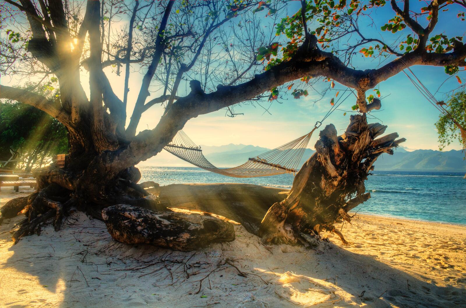 Обои море пляж дерево на рабочий стол